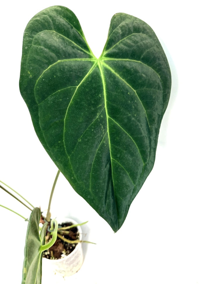 Anthurium_Papillilaminum_x_Magnificum