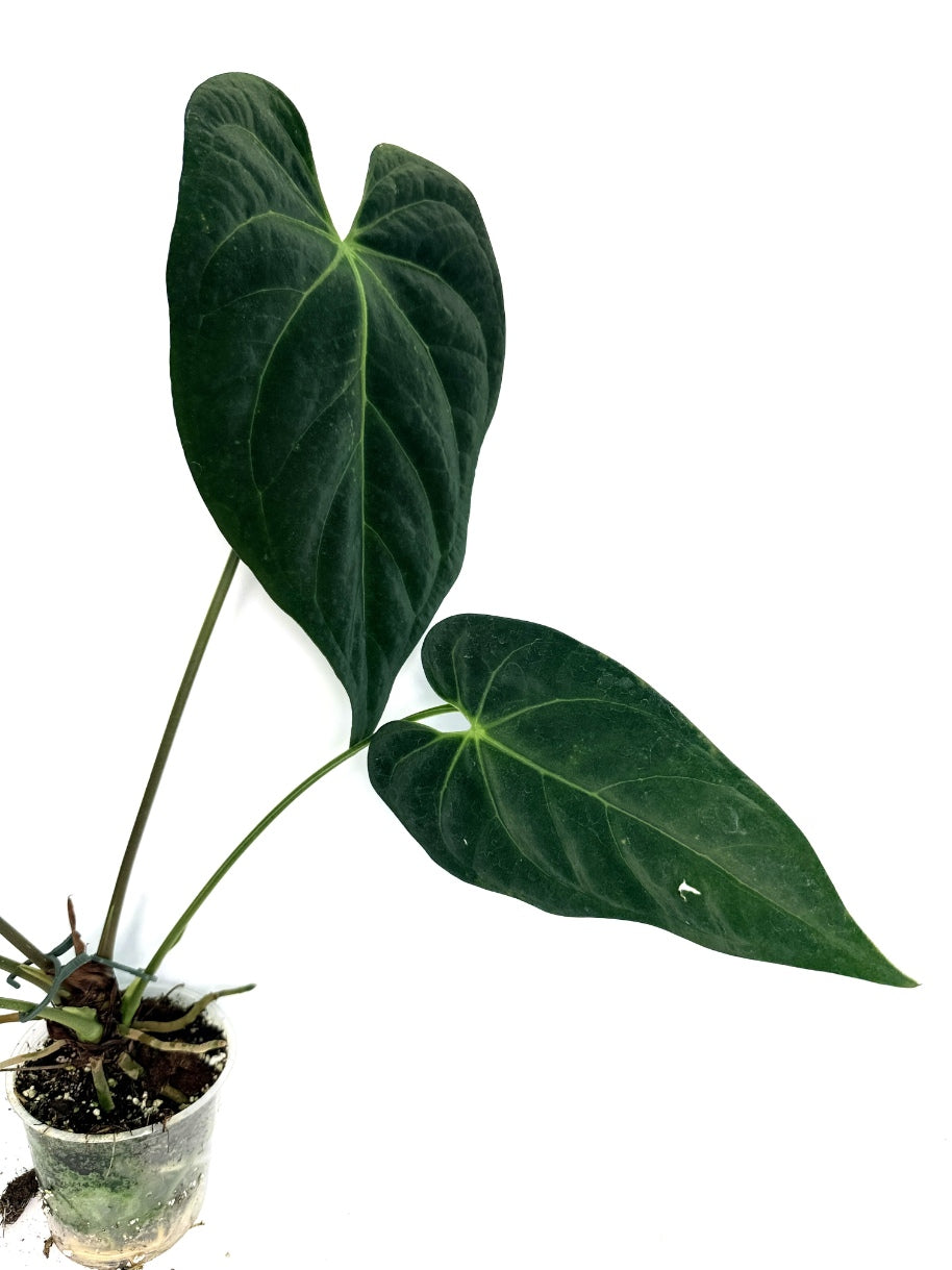 Anthurium_Papillilaminum_x_Magnificum