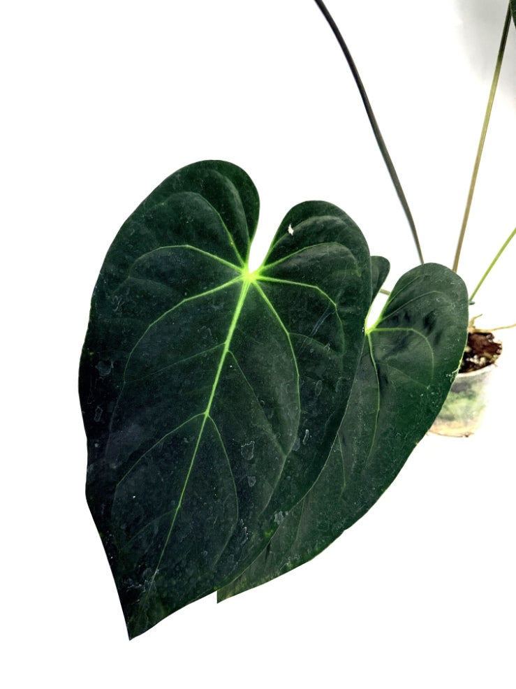 Anthurium_Papillilaminum_x_Magnificum