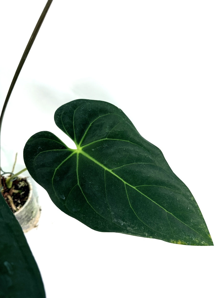 Anthurium_Papillilaminum_x_Magnificum