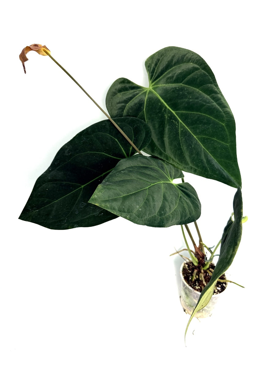 Anthurium_Papillilaminum_x_Magnificum