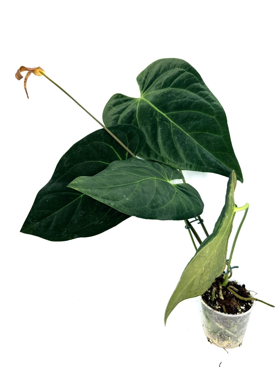 Anthurium_Papillilaminum_x_Magnificum