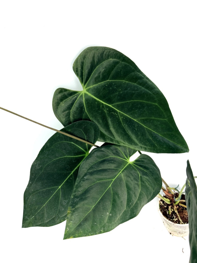 Anthurium_Papillilaminum_x_Magnificum