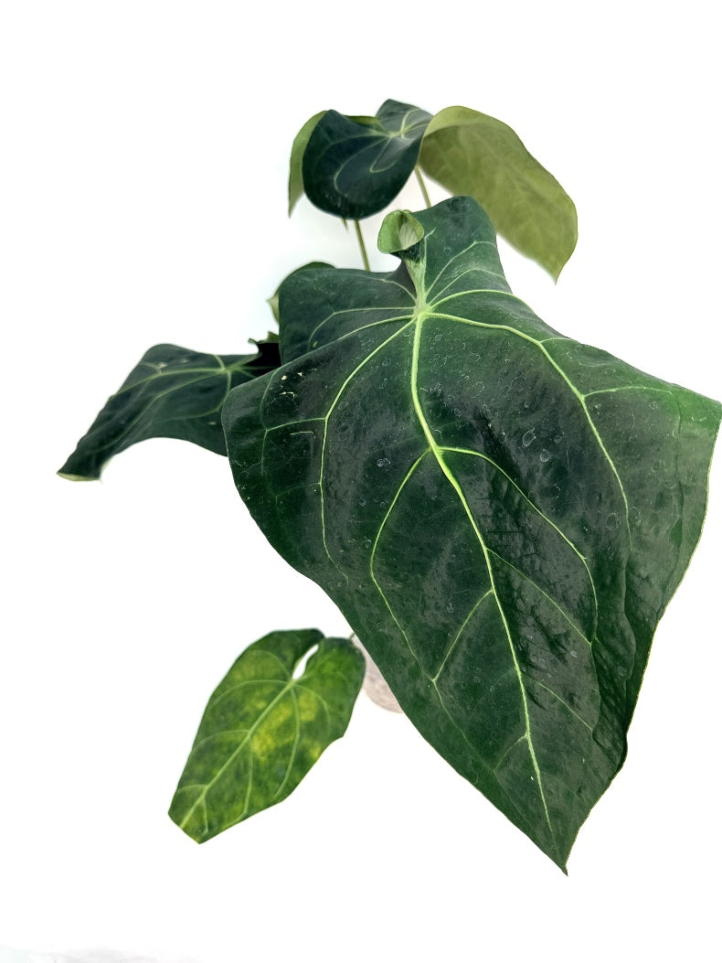 Anthurium_Papillilaminum_x_Magnificum