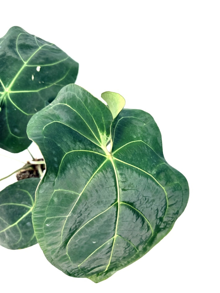 Anthurium_Papillilaminum_x_Magnificum