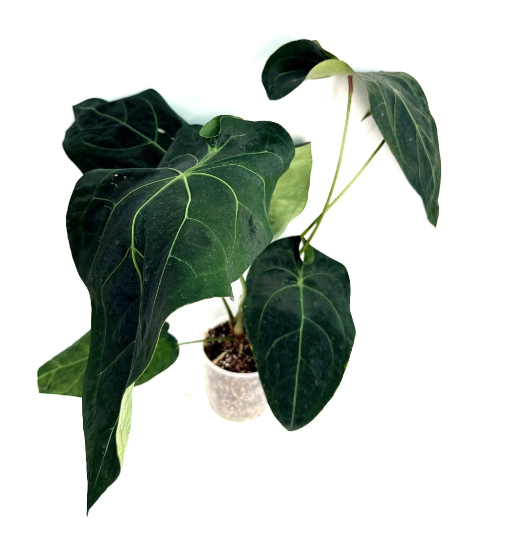 Anthurium_Papillilaminum_x_Magnificum