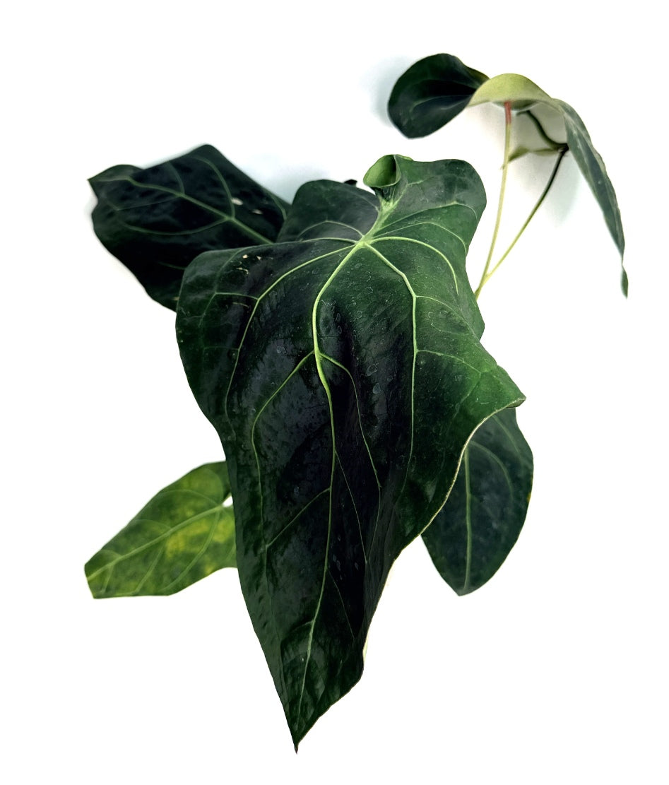 Anthurium_Papillilaminum_x_Magnificum