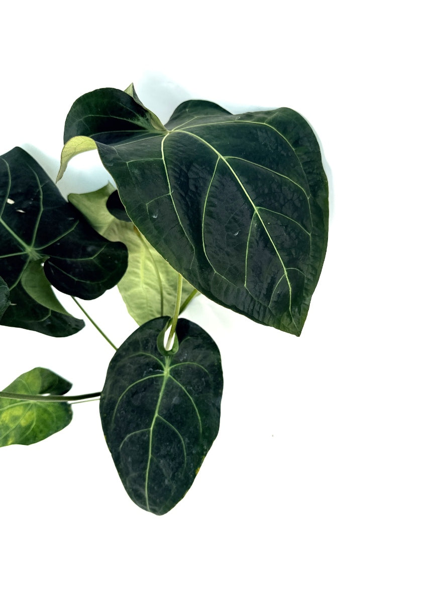 Anthurium_Papillilaminum_x_Magnificum