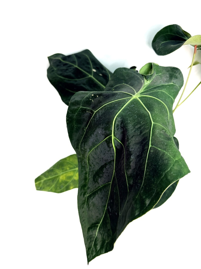 Anthurium_Papillilaminum_x_Magnificum