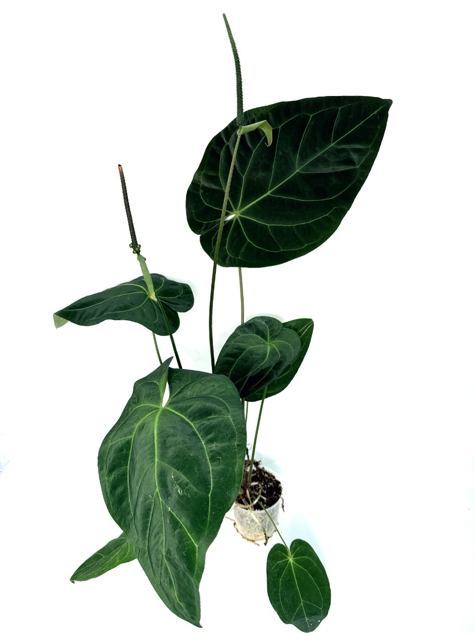 Anthurium_Papillilaminum_x_Magnificum
