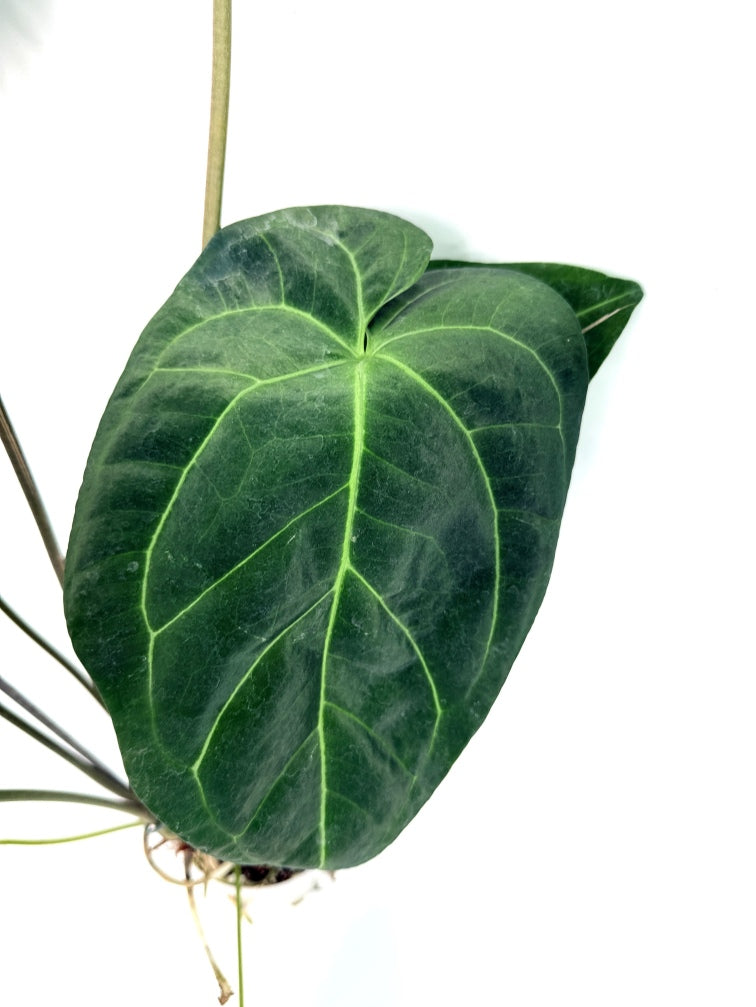 Anthurium_Papillilaminum_x_Magnificum