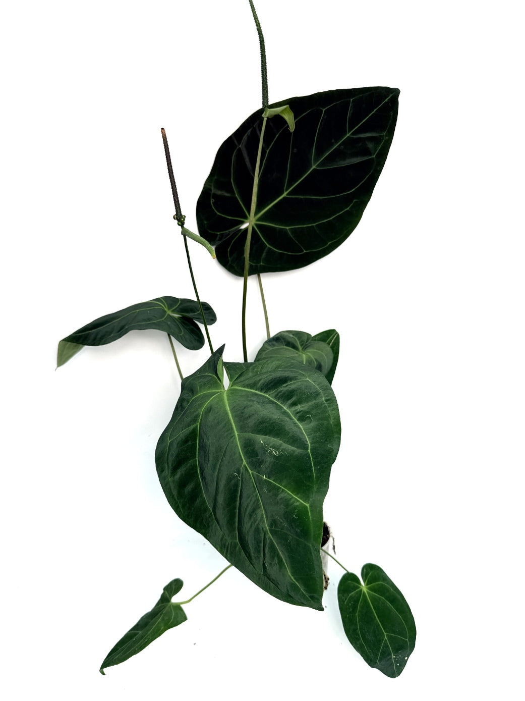 Anthurium_Papillilaminum_x_Magnificum
