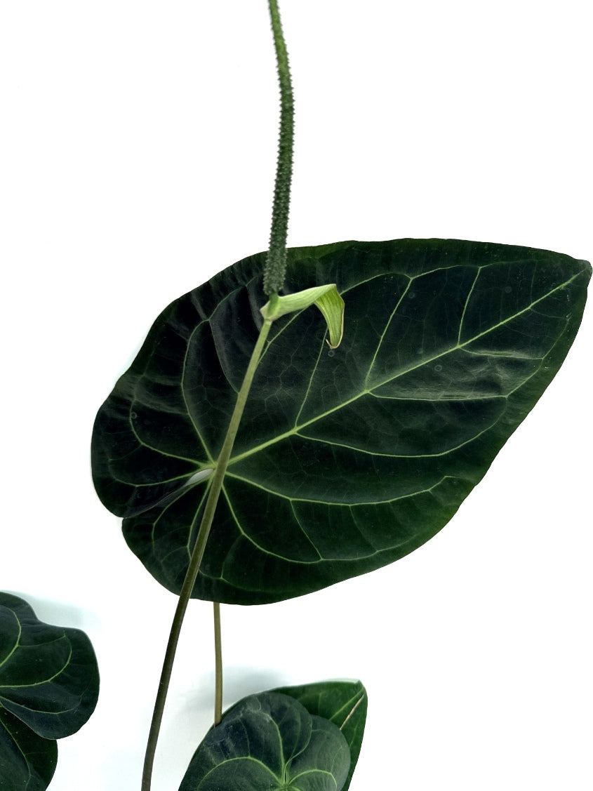 Anthurium_Papillilaminum_x_Magnificum
