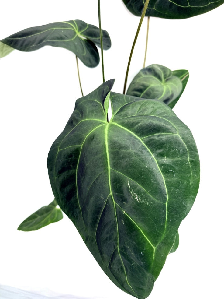 Anthurium_Papillilaminum_x_Magnificum