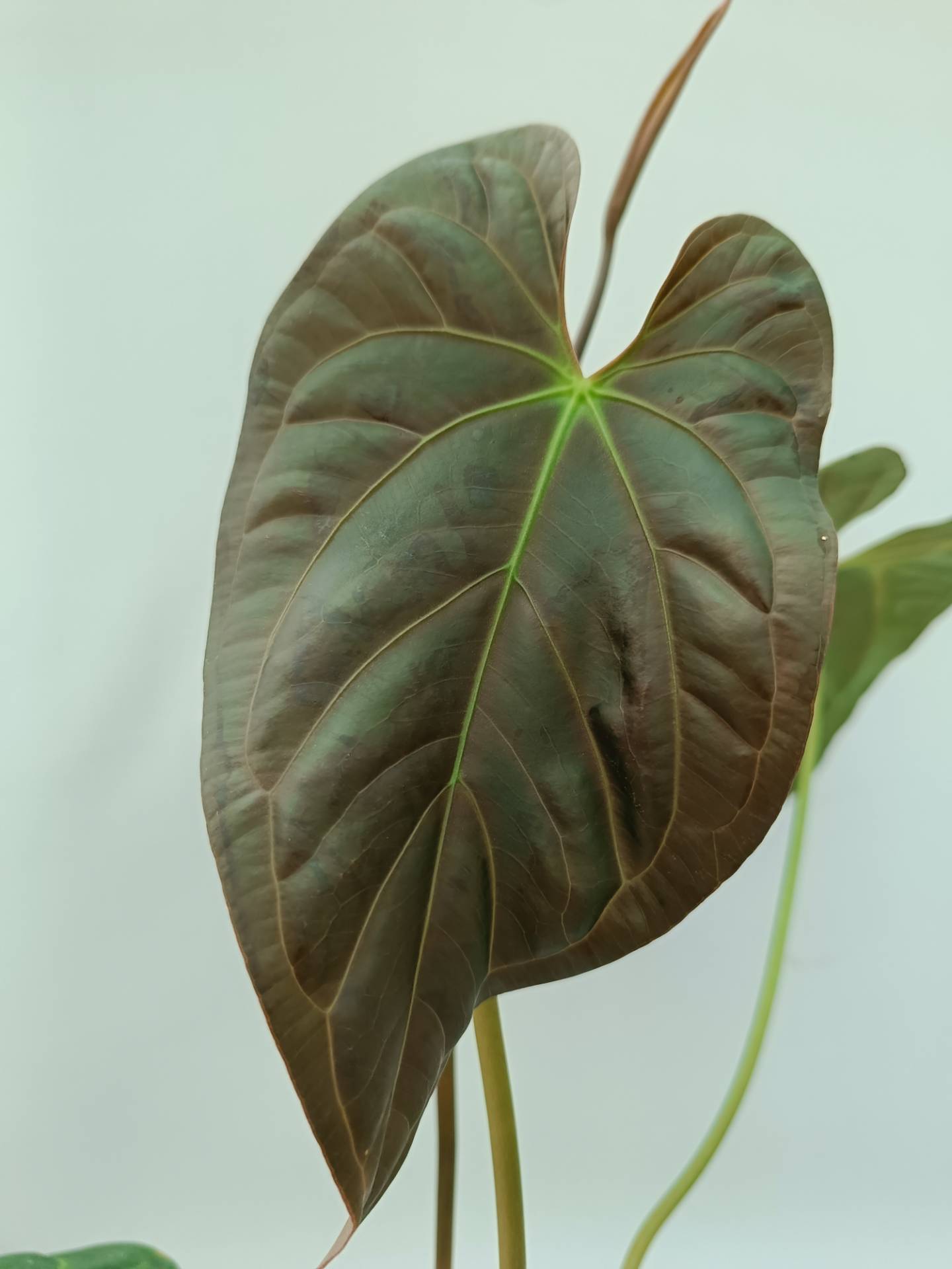 Anthurium Papillilaminum x Magnificum