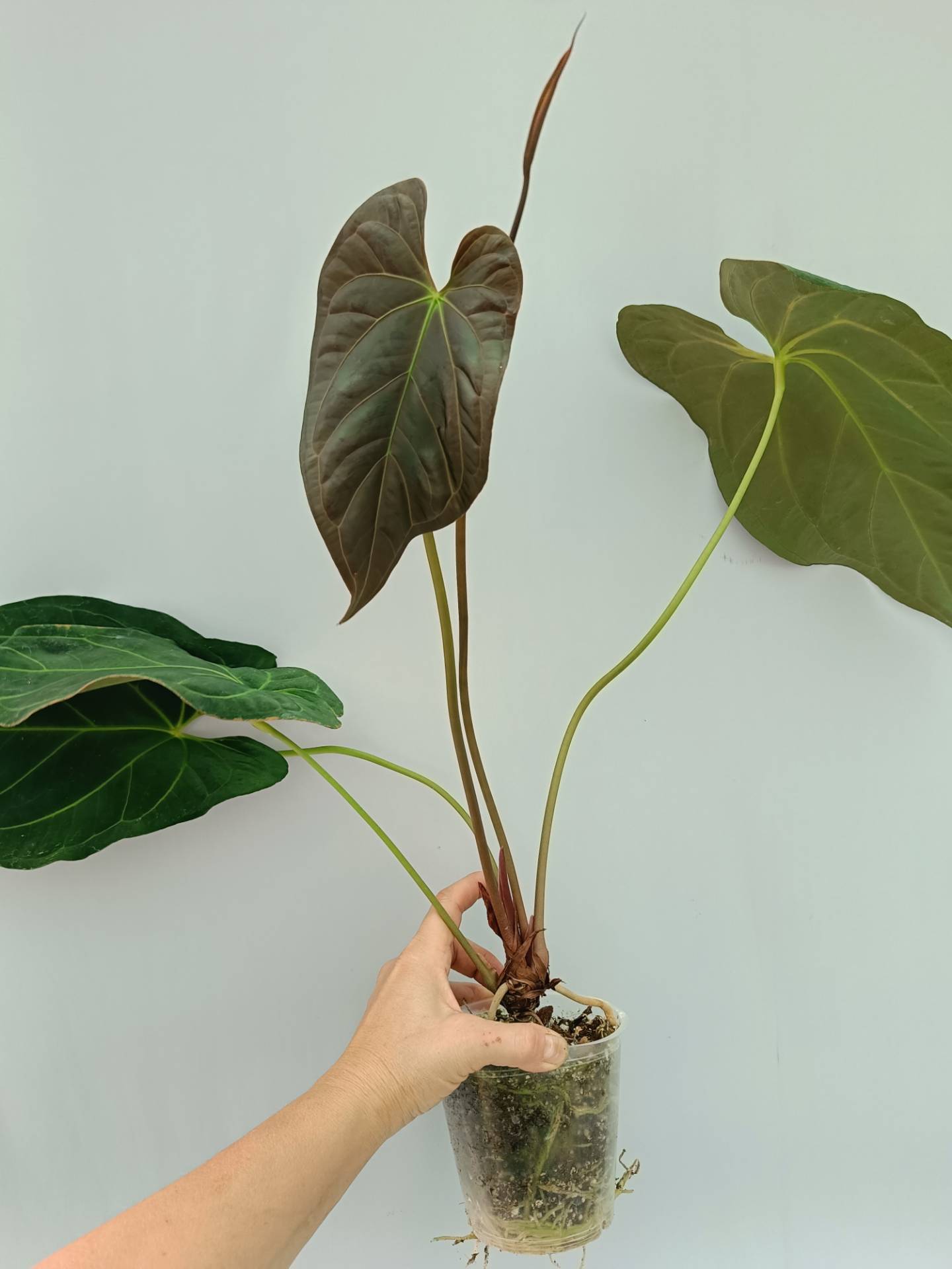 Anthurium Papillilaminum x Magnificum