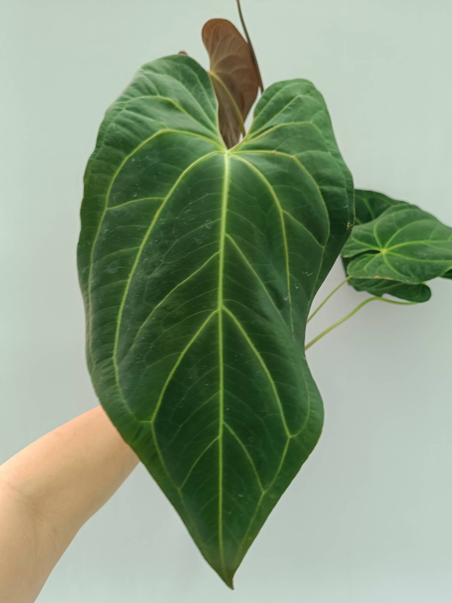 Anthurium Papillilaminum x Magnificum