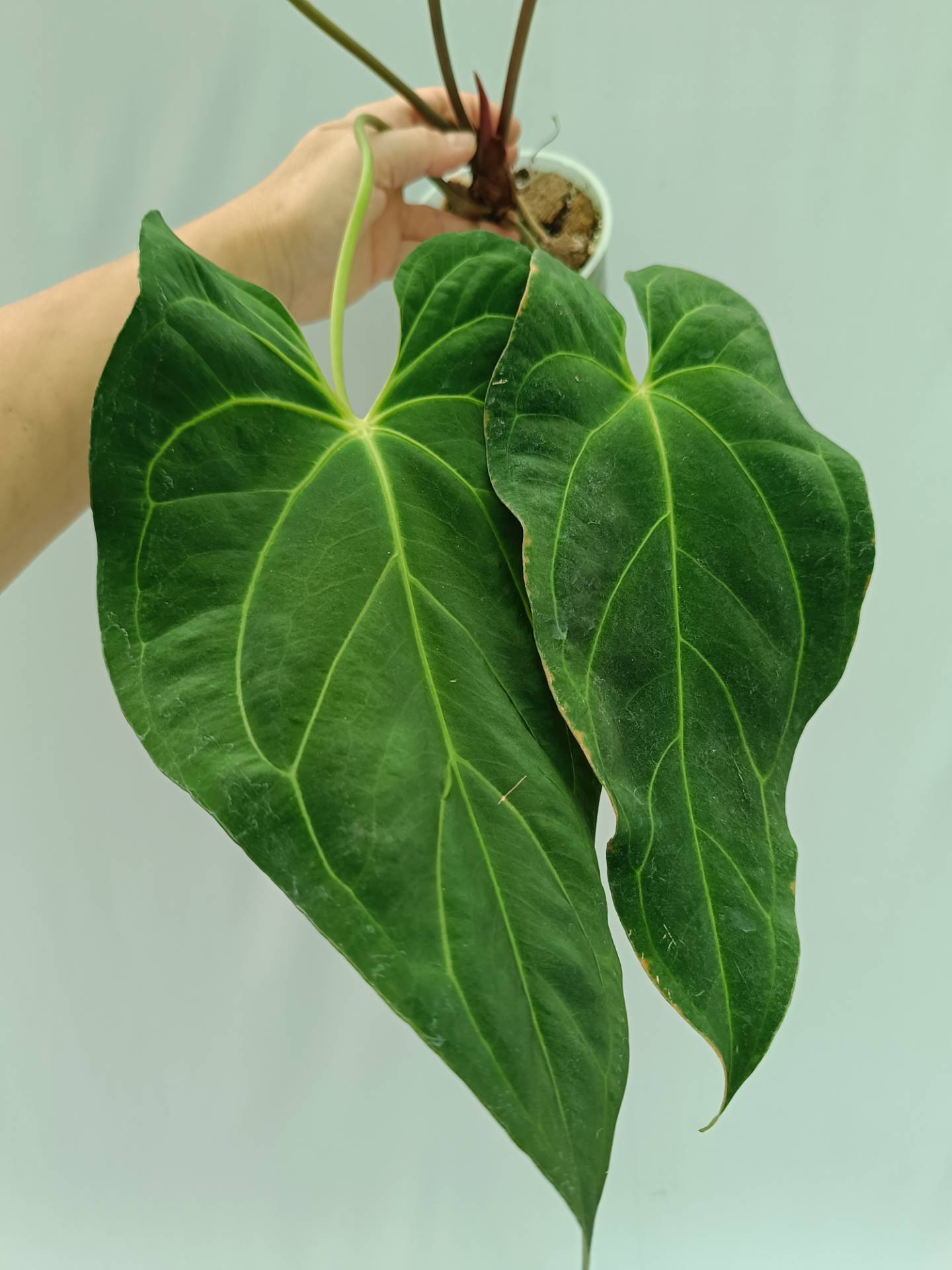 Anthurium Papillilaminum x Magnificum | Welovetropicalplants