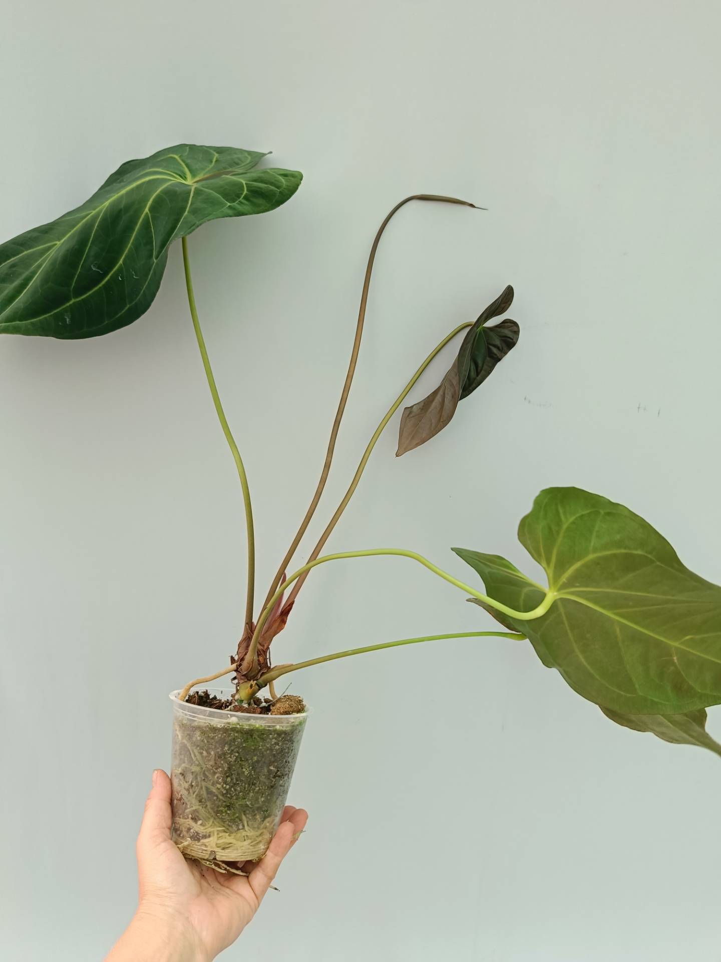 Anthurium Papillilaminum x Magnificum