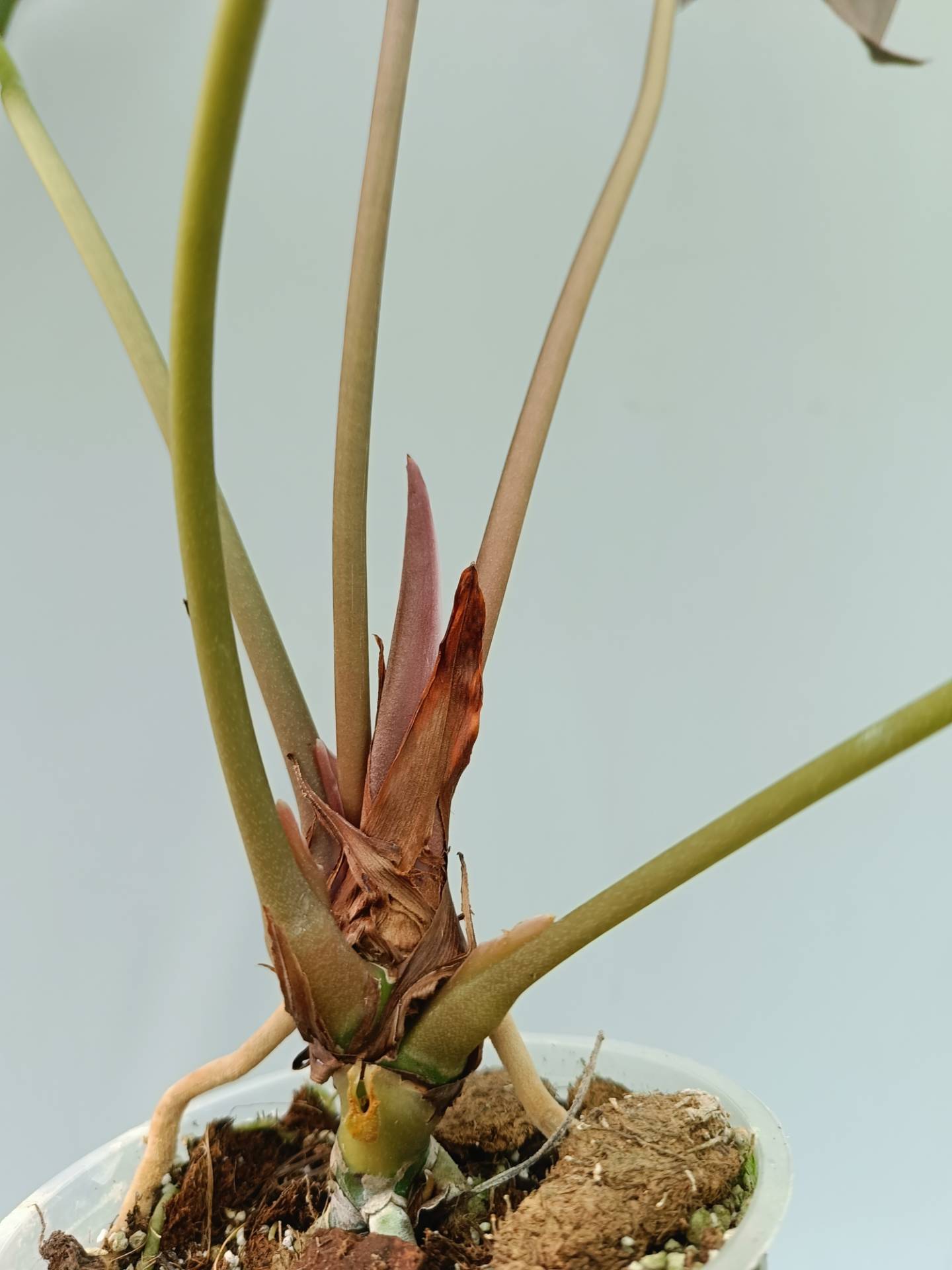 Anthurium Papillilaminum x Magnificum