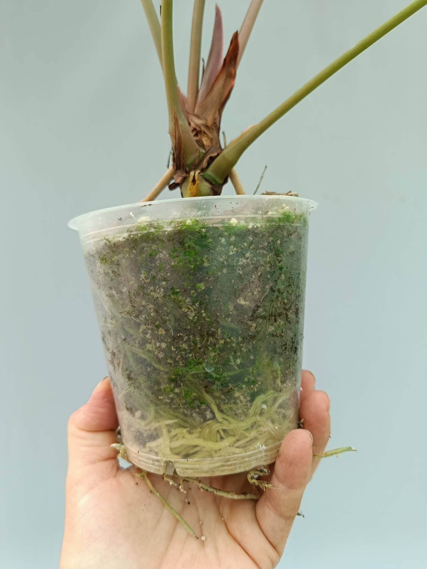 Anthurium Papillilaminum x Magnificum