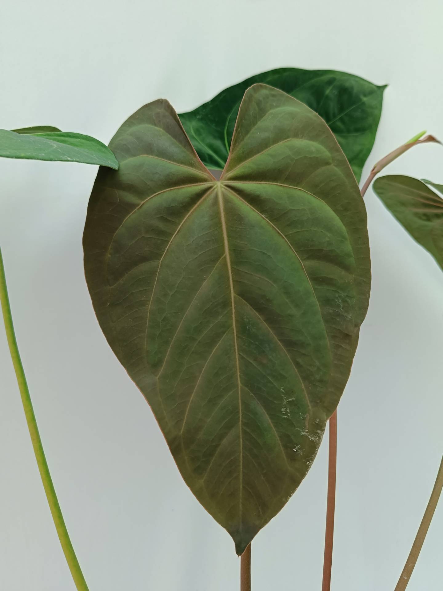 Anthurium Papillilaminum x Magnificum