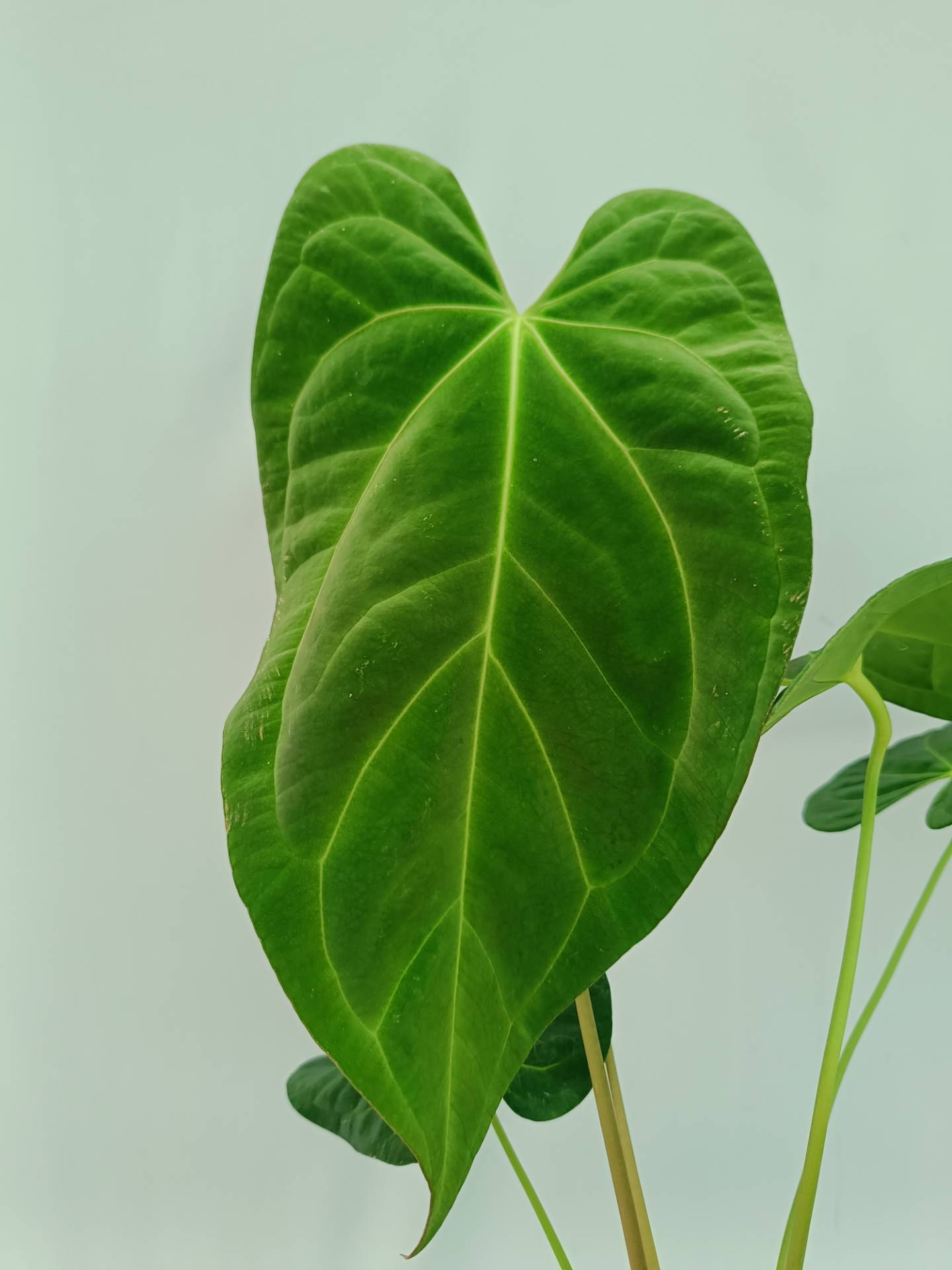 Anthurium Papillilaminum x Magnificum