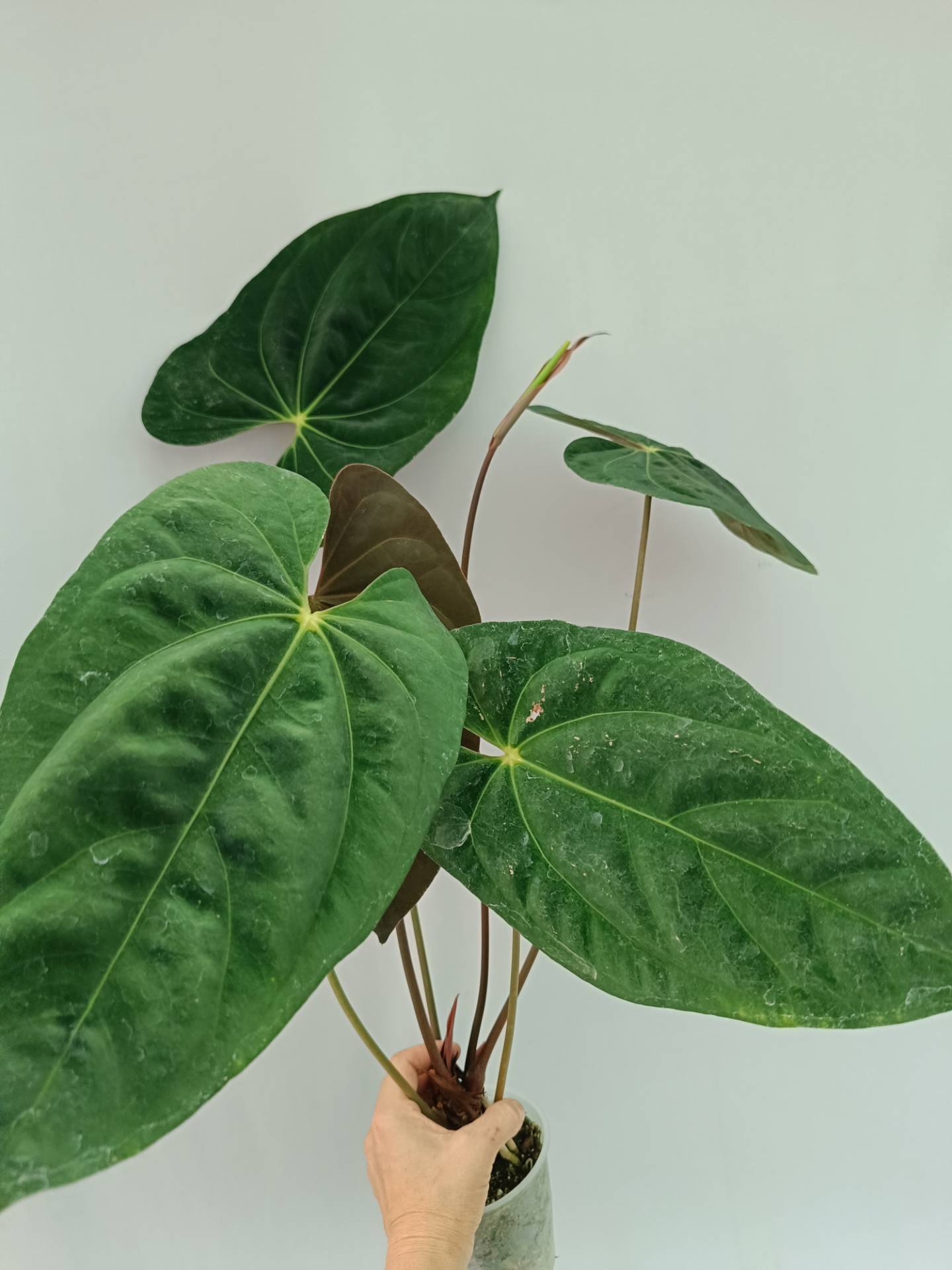 Anthurium Papillilaminum x Magnificum