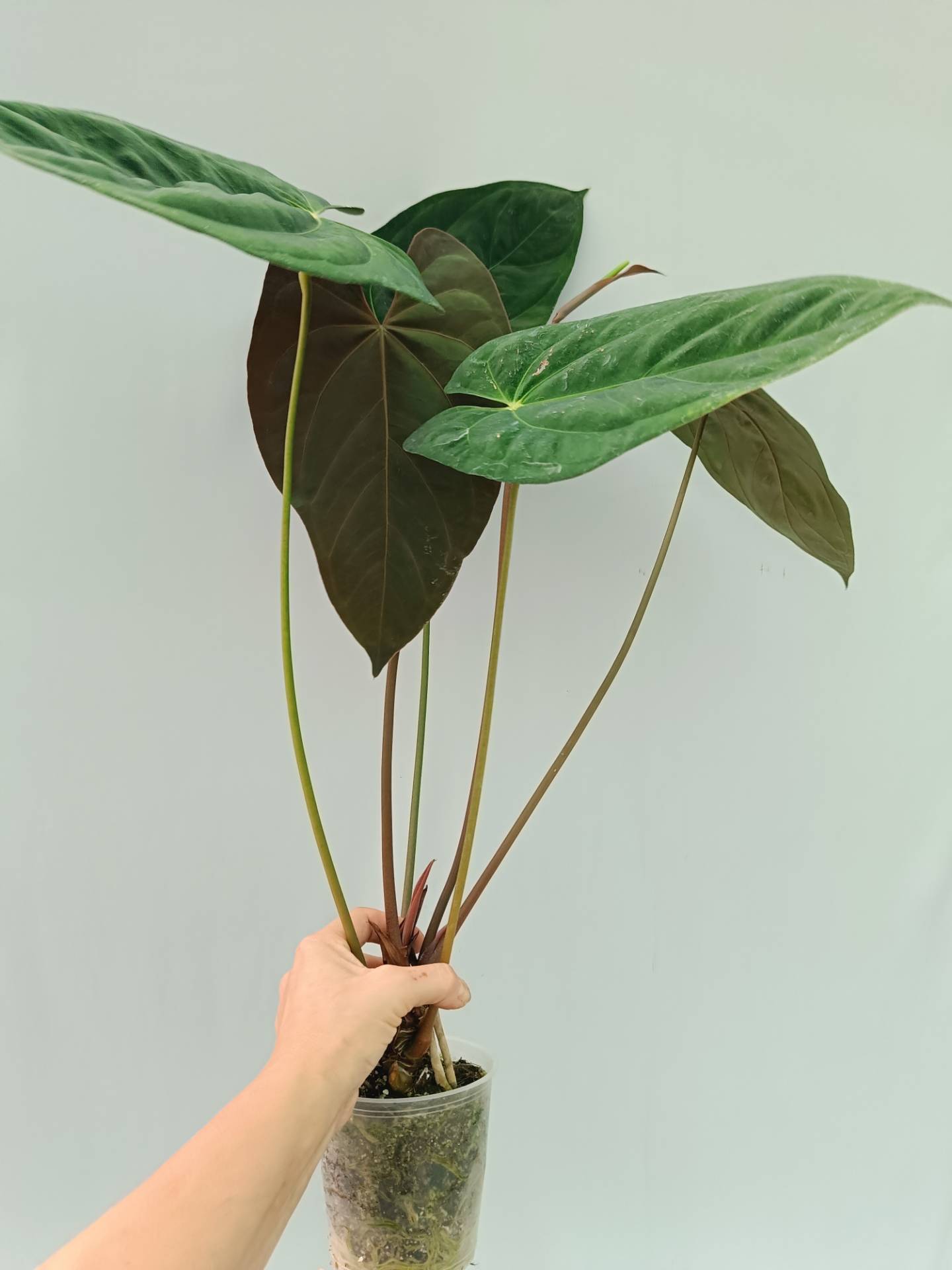 anthurium melano Anthurium Papillilaminum x Magnificum