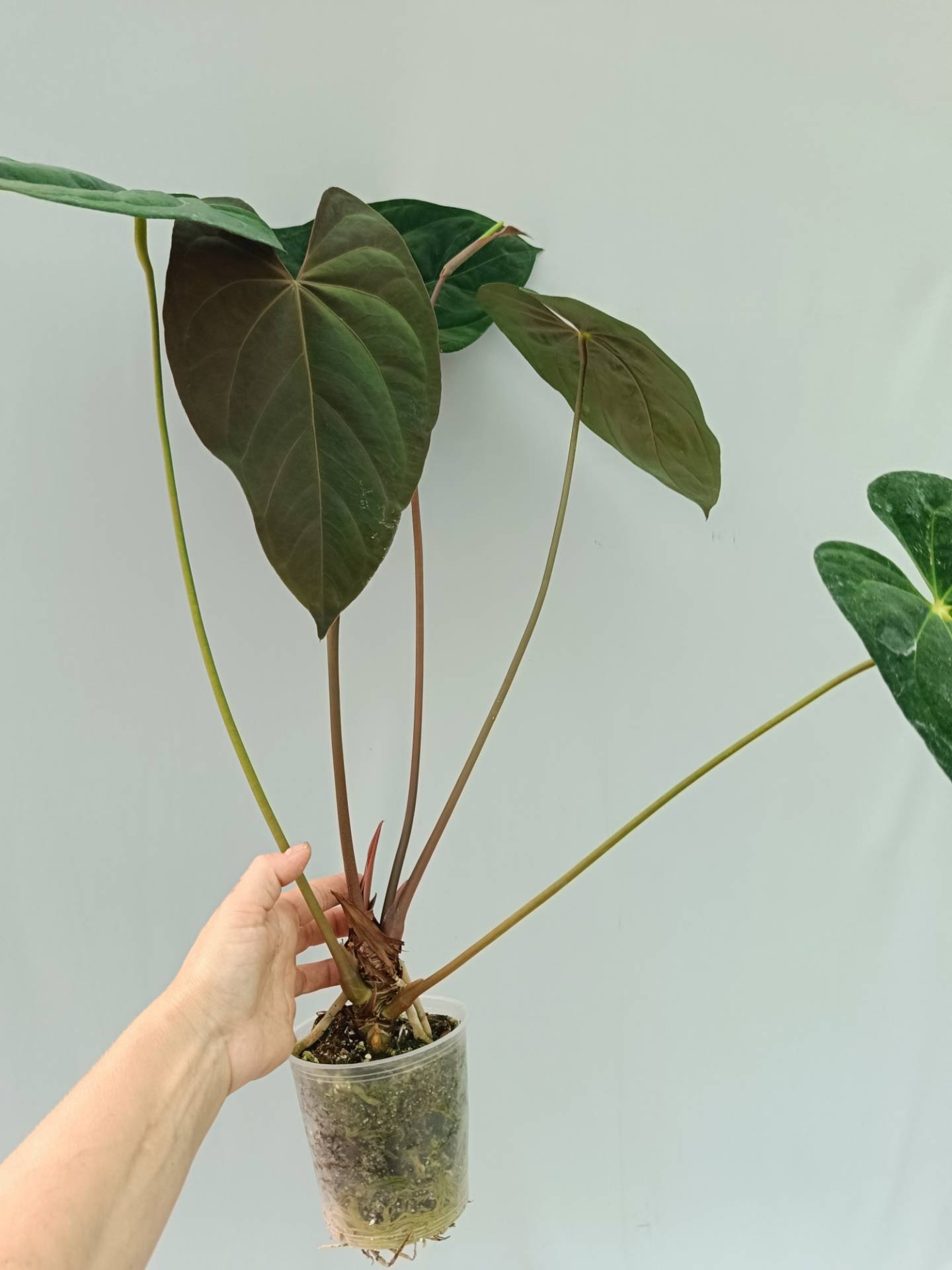 Anthurium Papillilaminum x Magnificum