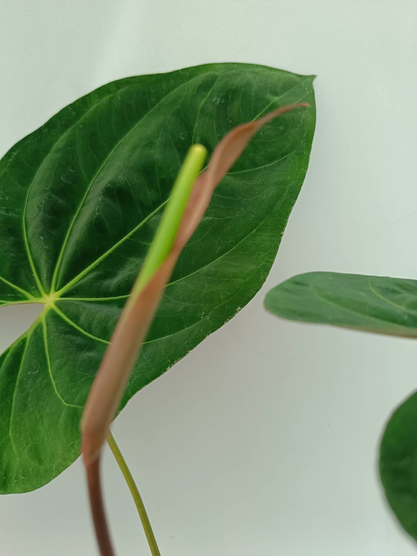 Anthurium Papillilaminum x Magnificum