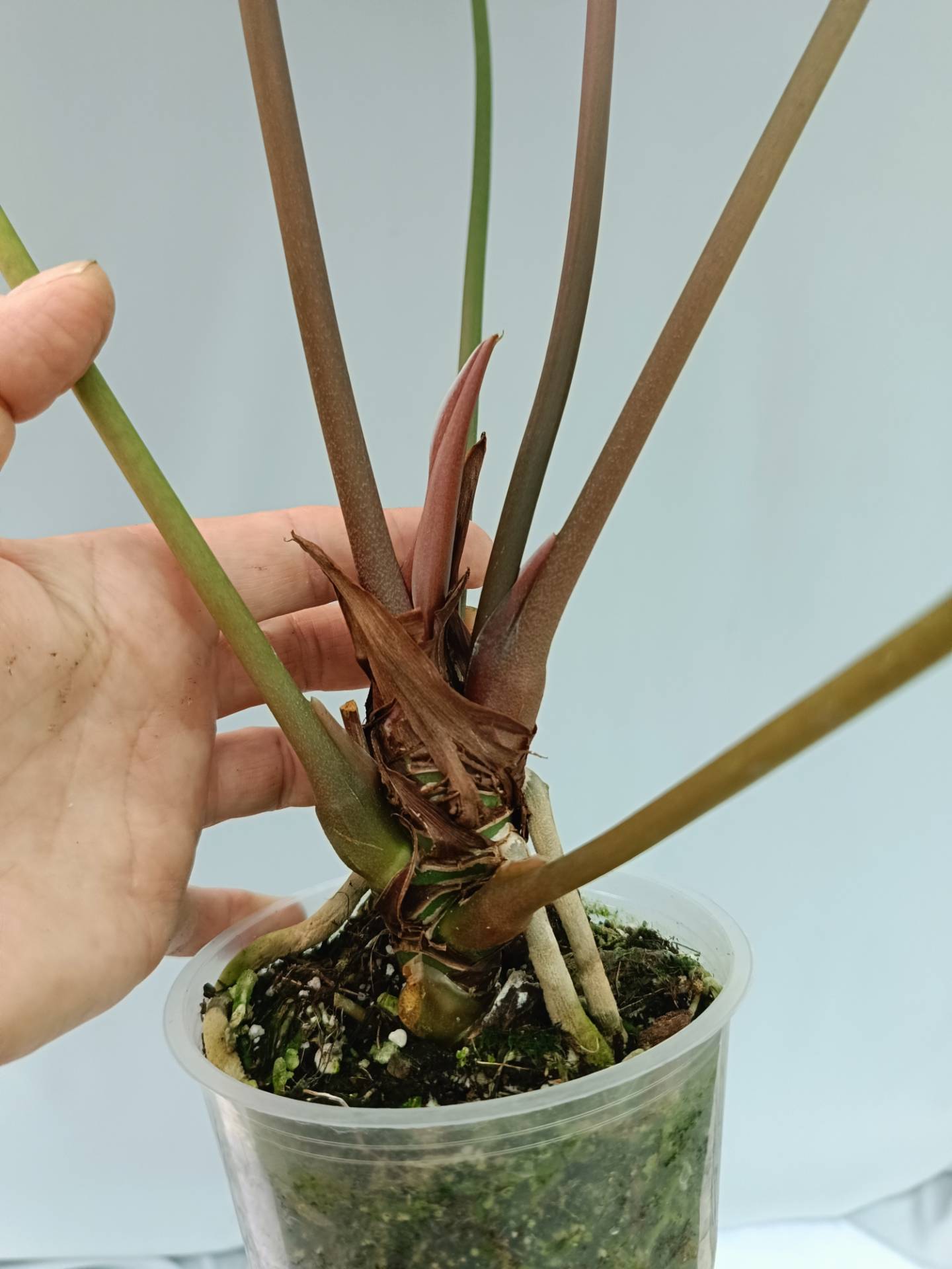 Anthurium Papillilaminum x Magnificum