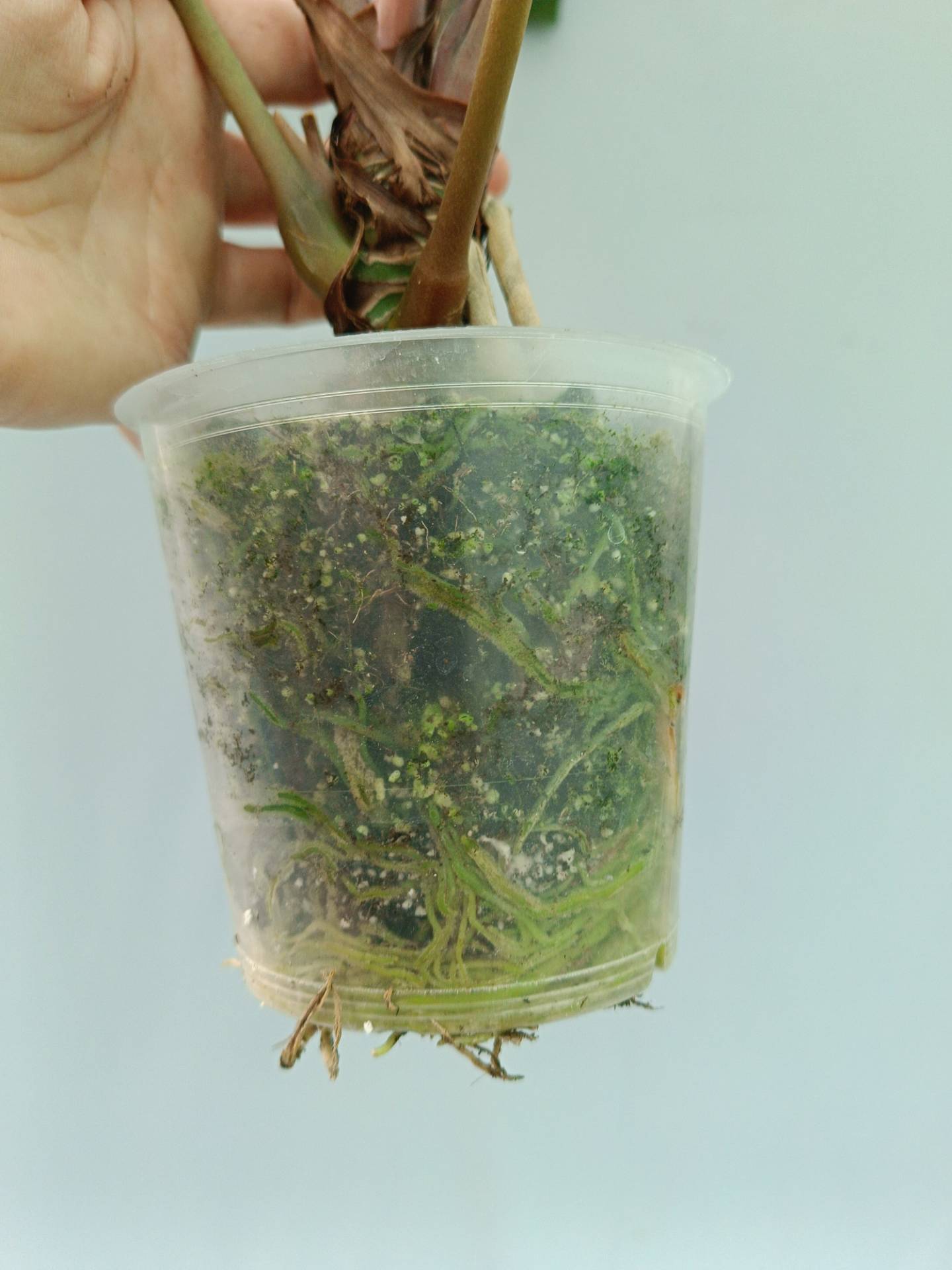 Anthurium Papillilaminum x Magnificum