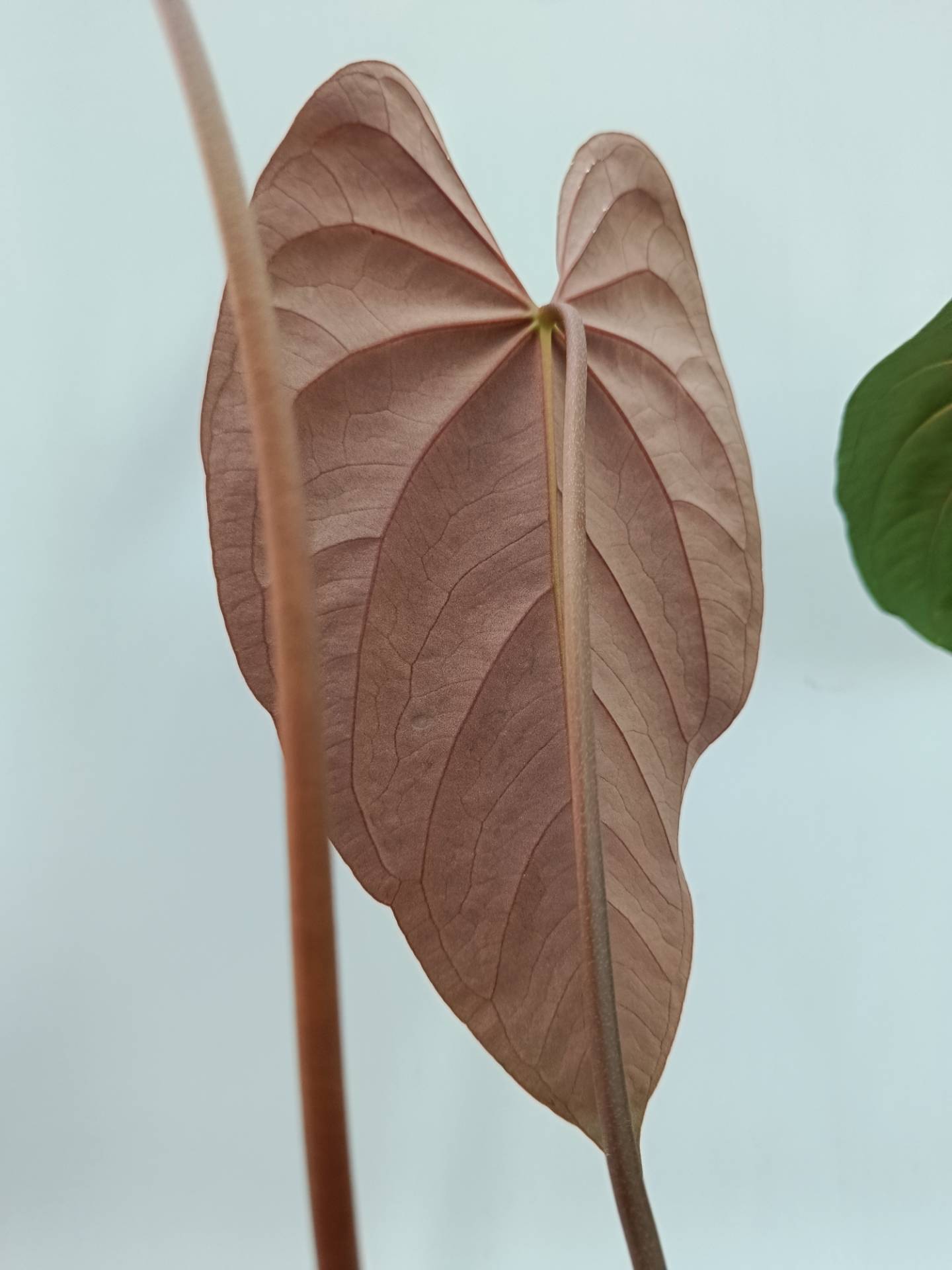 anthurium red magnificum x papillilaminum Anthurium Papillilaminum x Magnificum