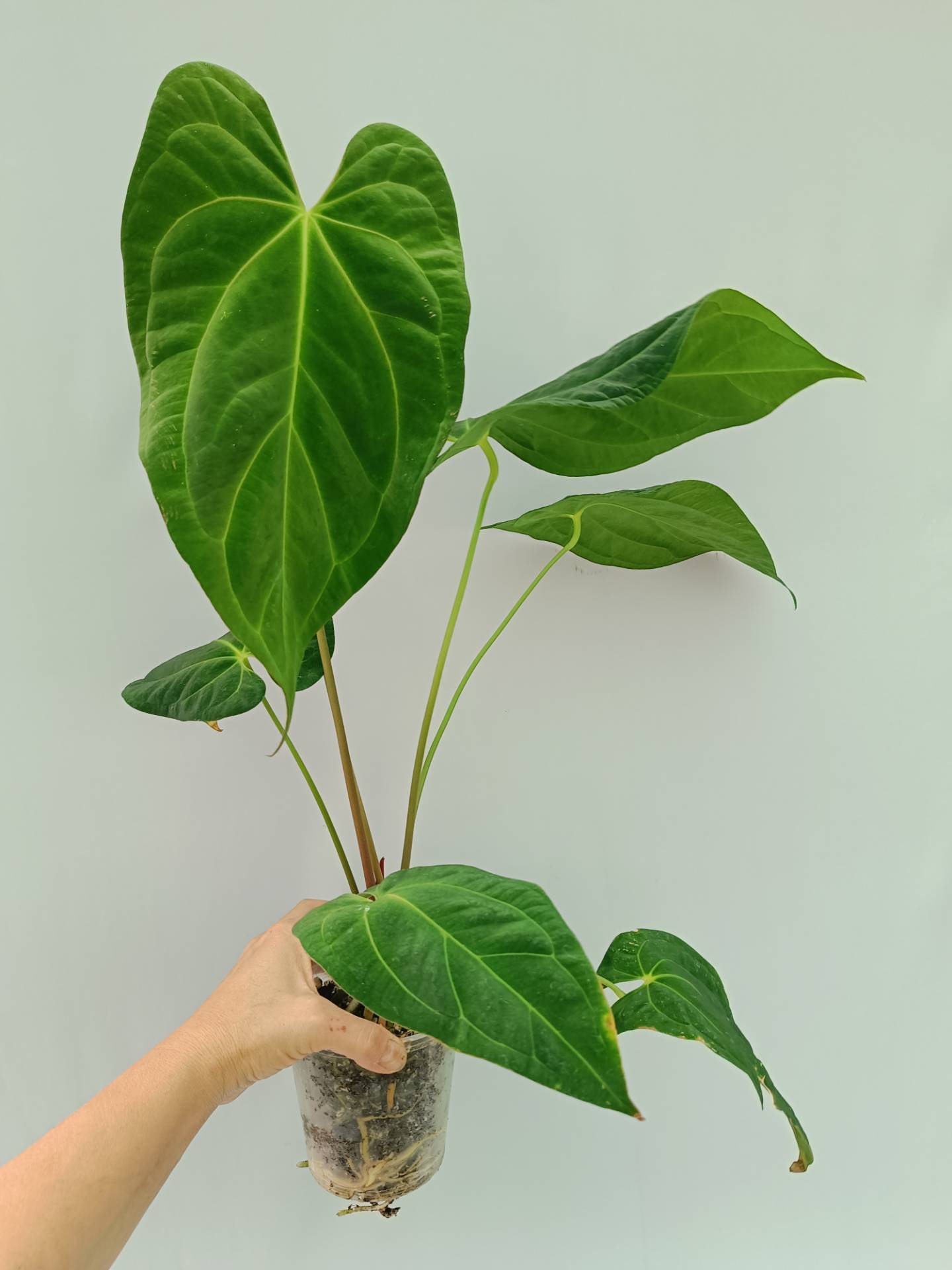 Anthurium Papillilaminum x Magnificum