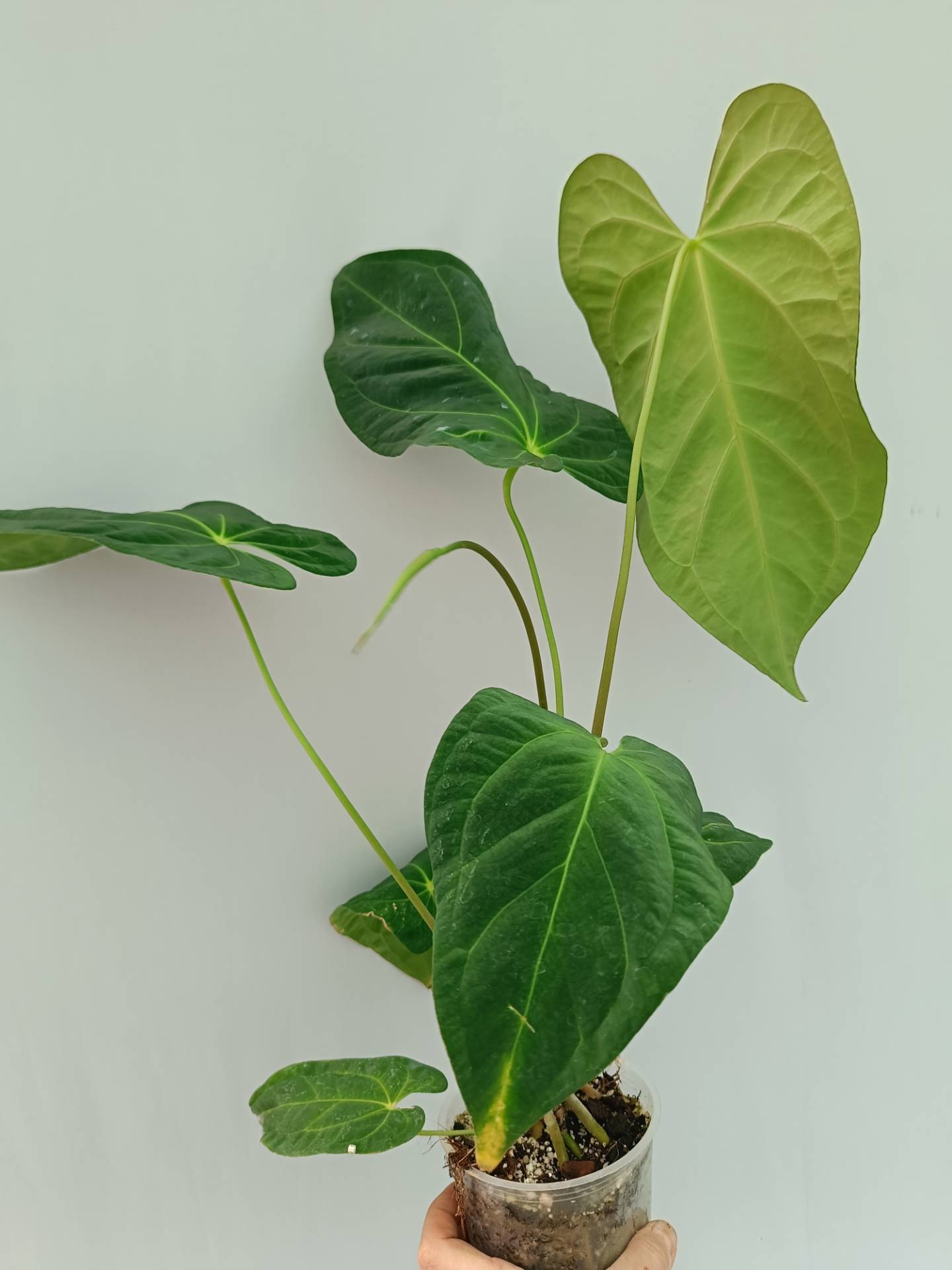 Anthurium Papillilaminum x Magnificum