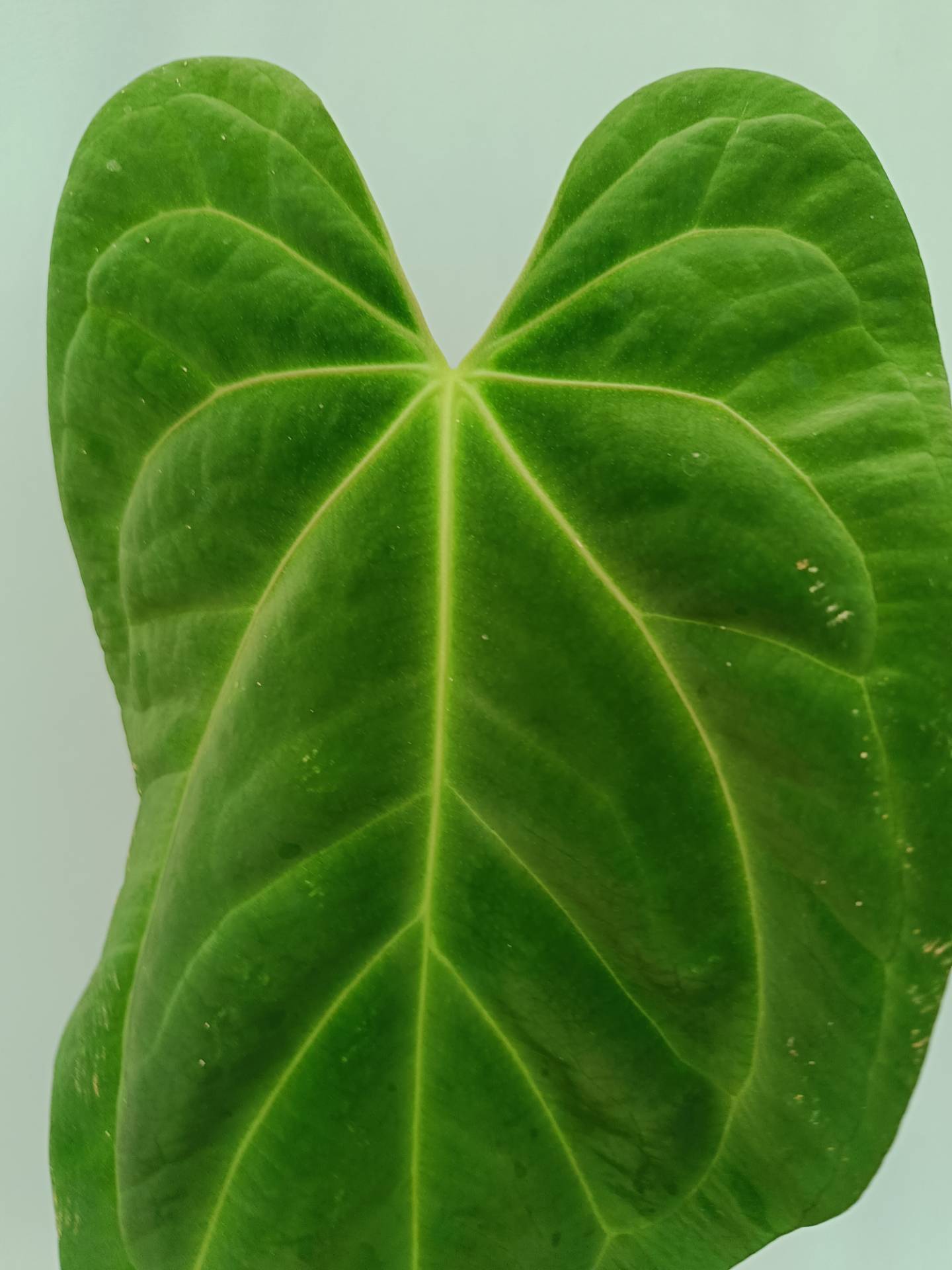 Anthurium Papillilaminum x Magnificum
