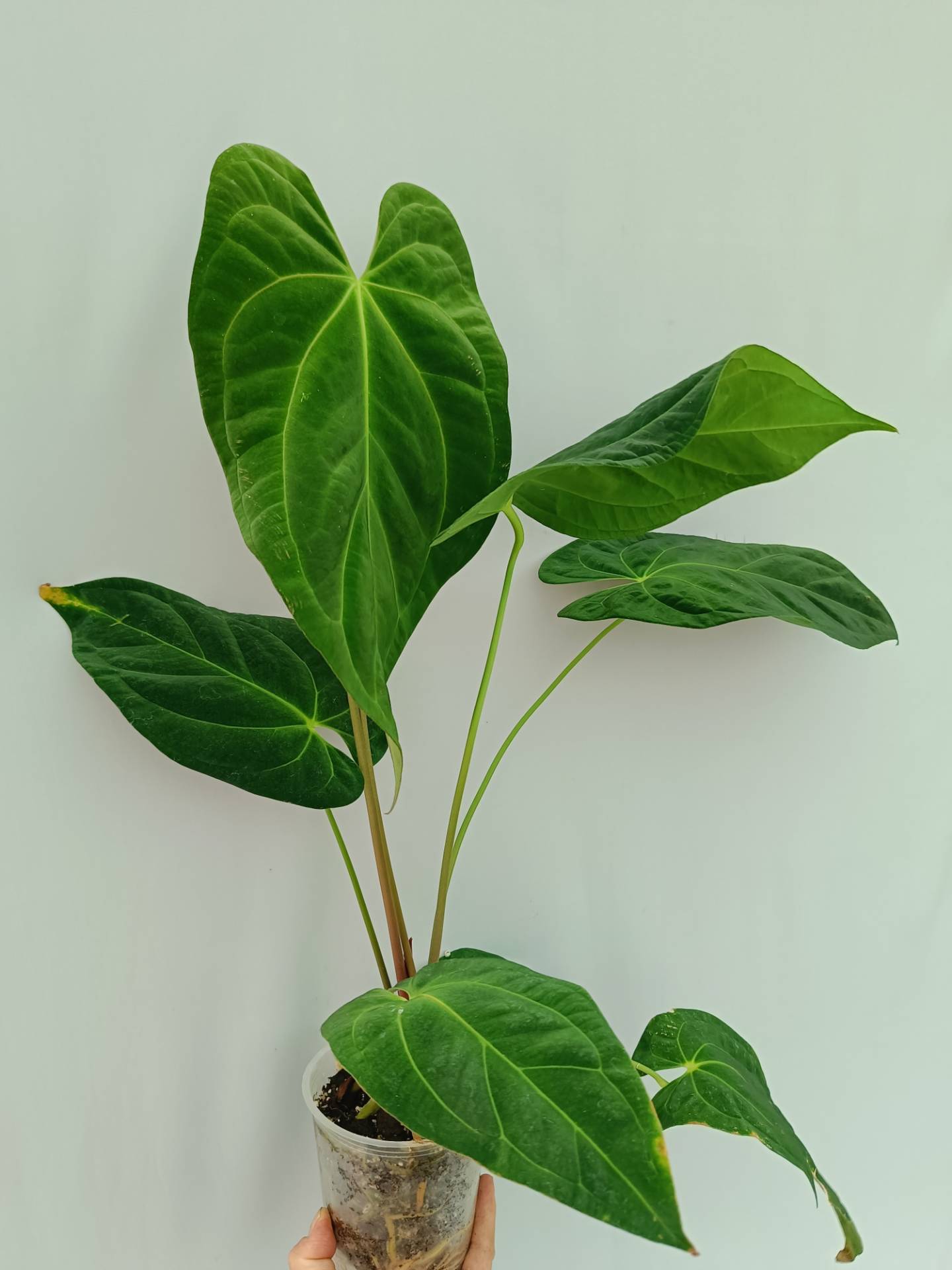 Anthurium Papillilaminum x Magnificum