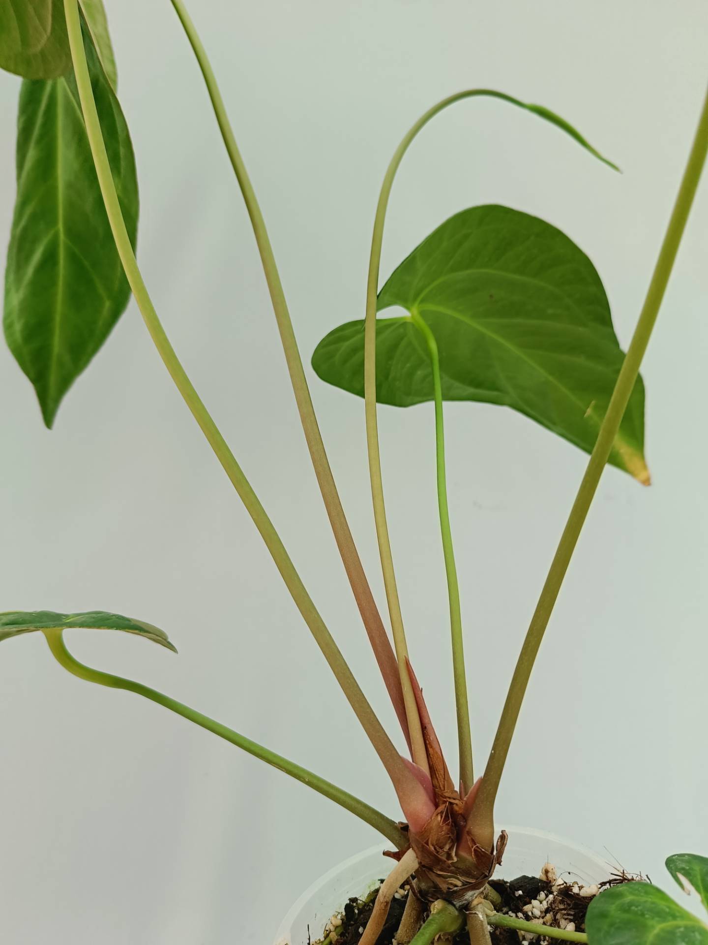 Anthurium Papillilaminum x Magnificum