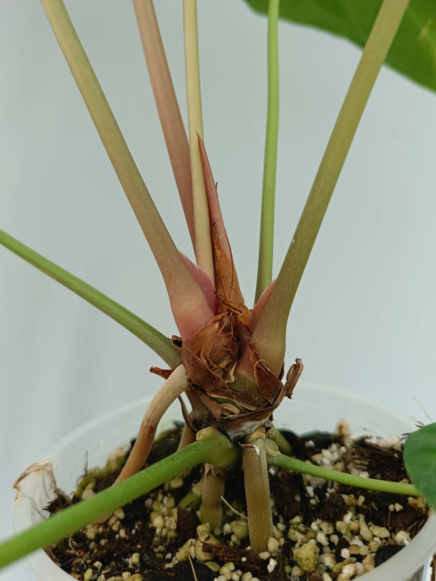 Anthurium Papillilaminum x Magnificum