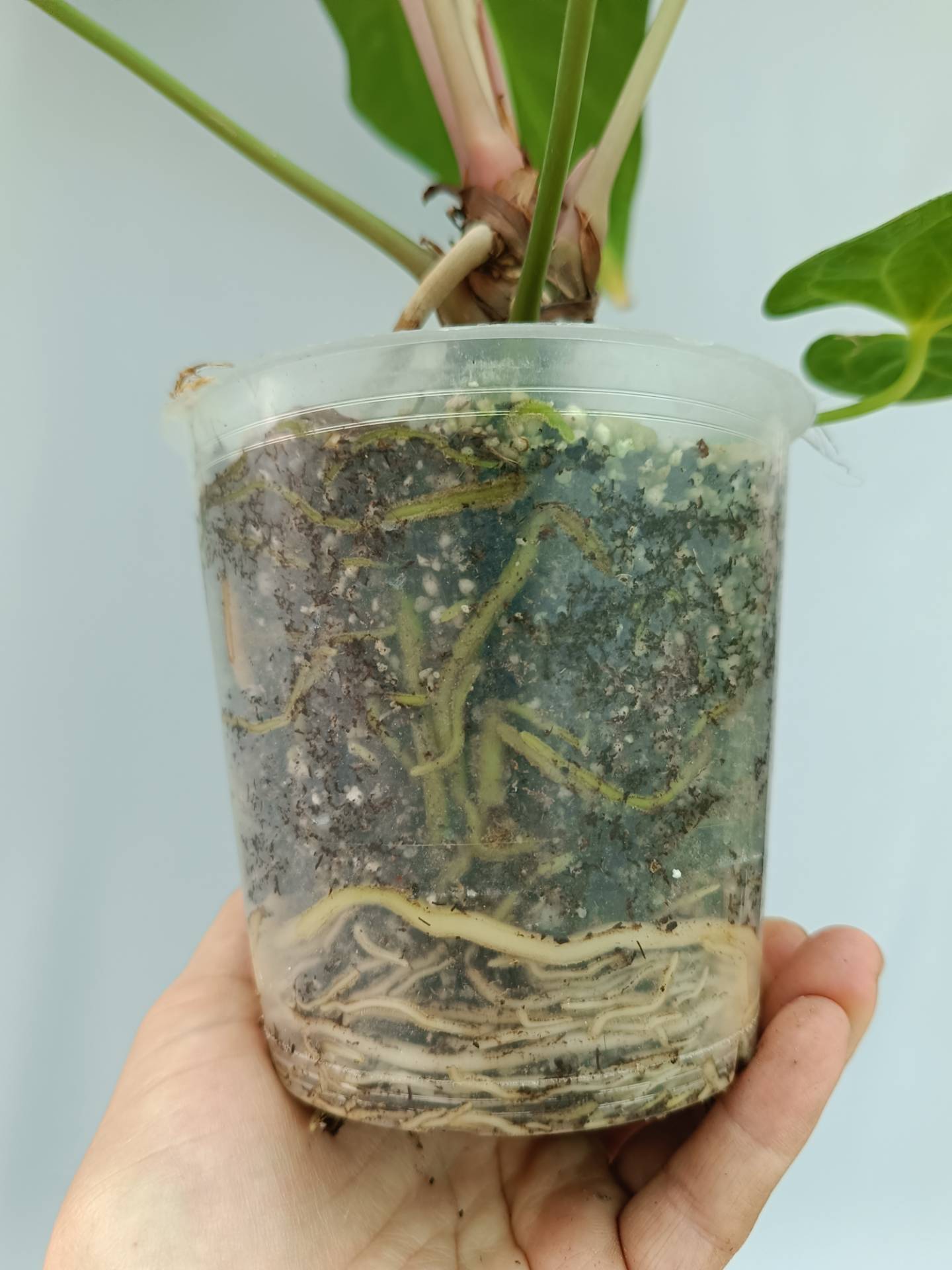 Anthurium Papillilaminum x Magnificum