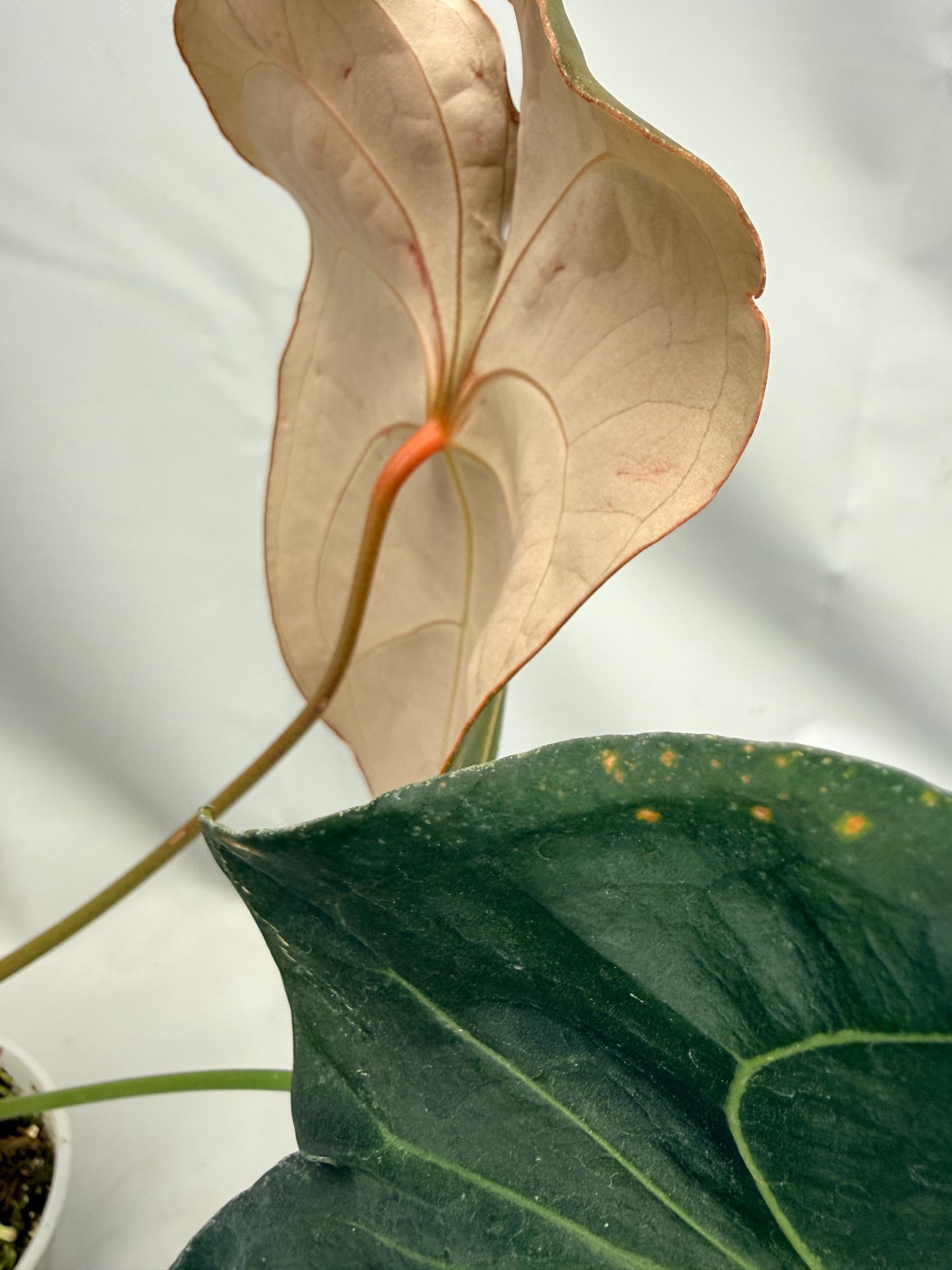 Anthurium Papillilaminum x Magnificum 08