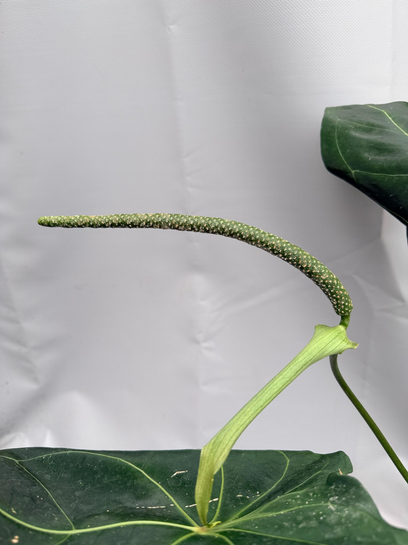 Anthurium Papillilaminum x Magnificum 09