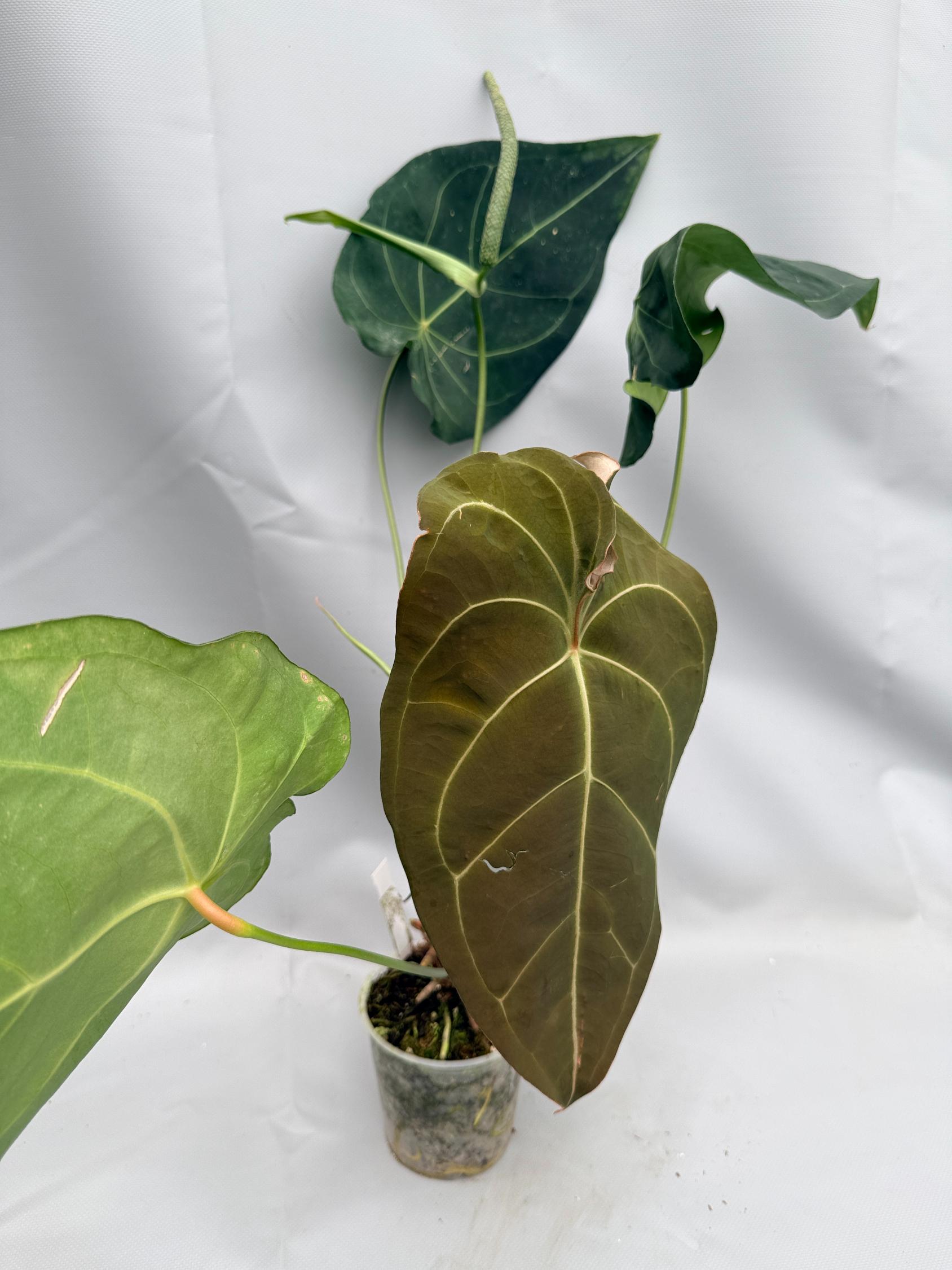 Anthurium Papillilaminum x Magnificum 01