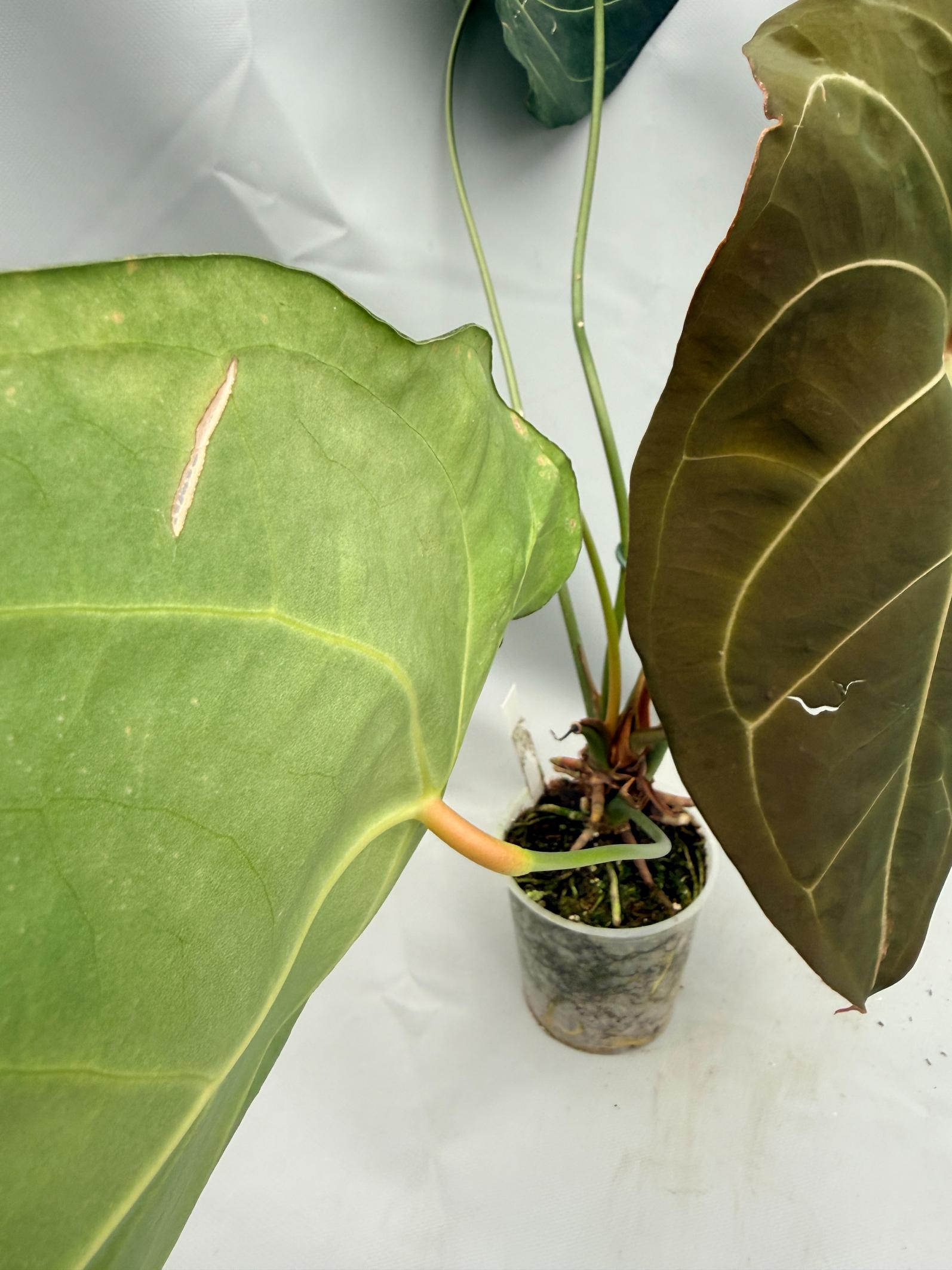 Anthurium Papillilaminum x Magnificum 03