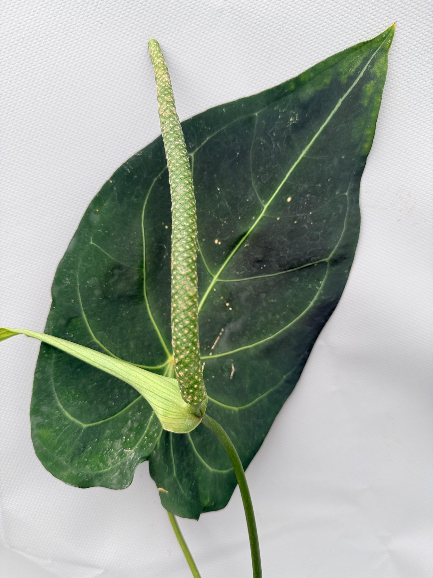 Anthurium Papillilaminum x Magnificum 04