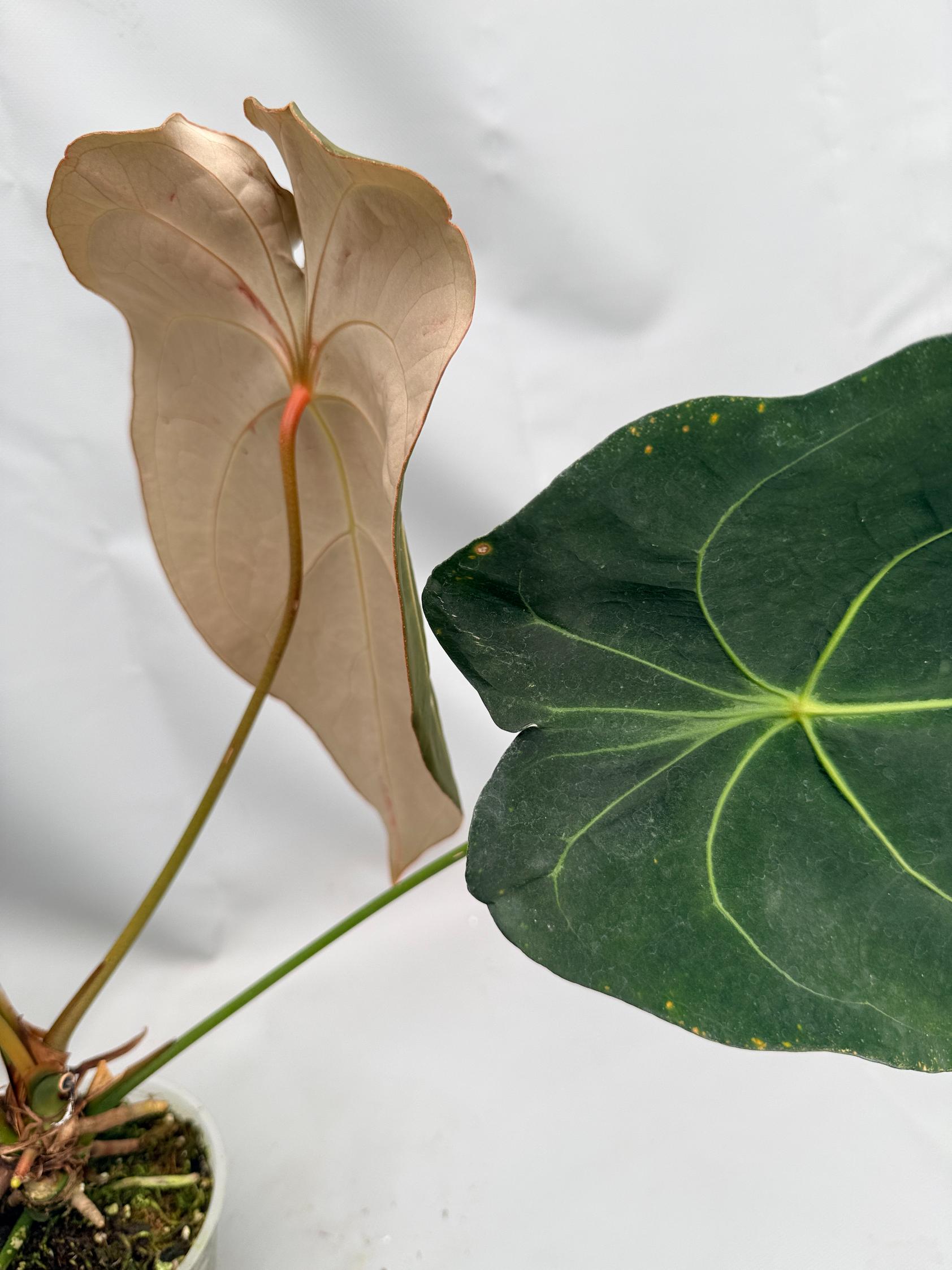 anthurium magnificum x papillilaminum Anthurium Papillilaminum x Magnificum XL