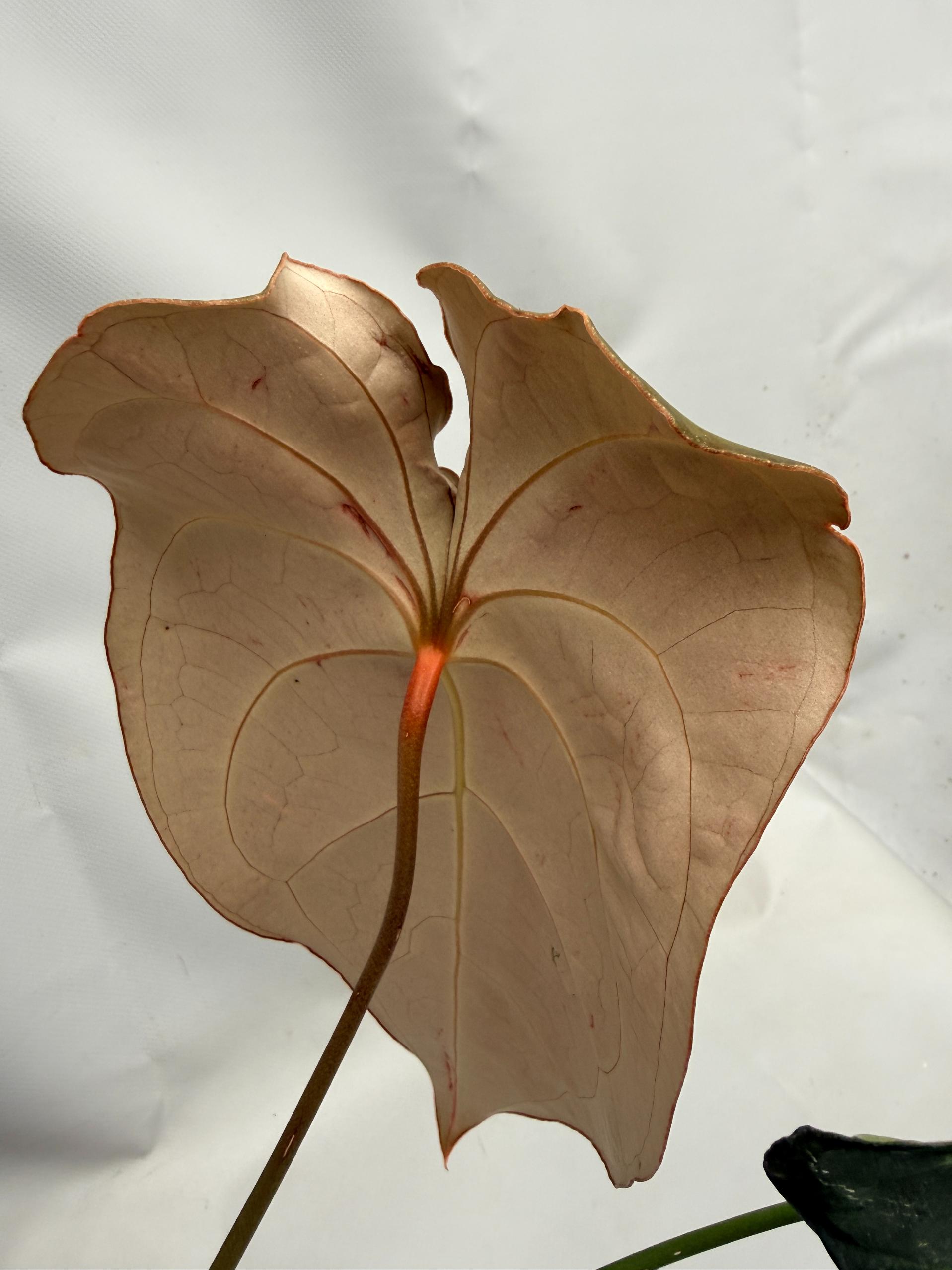 Anthurium Papillilaminum x Magnificum 06