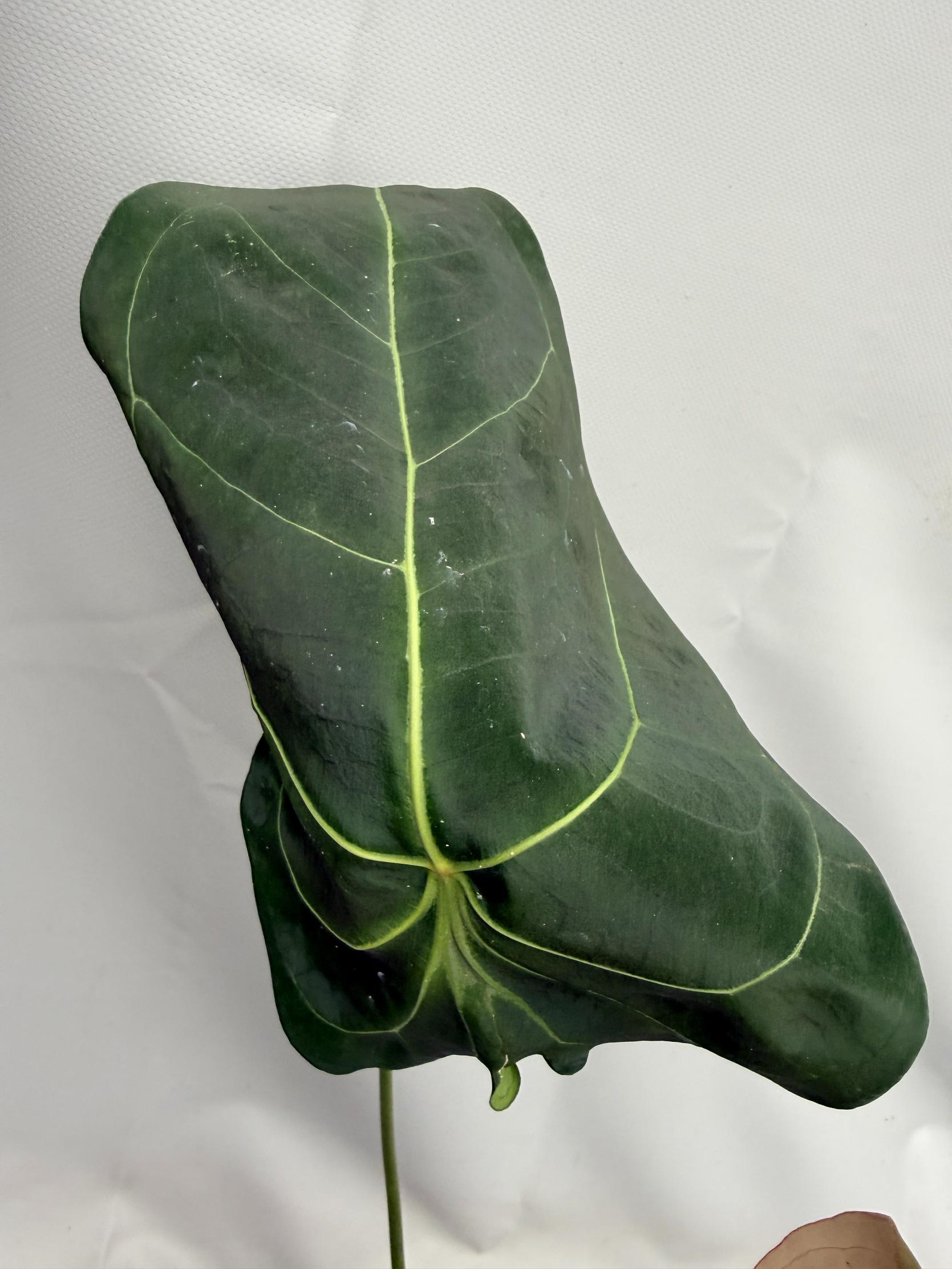 Anthurium Papillilaminum x Magnificum 07