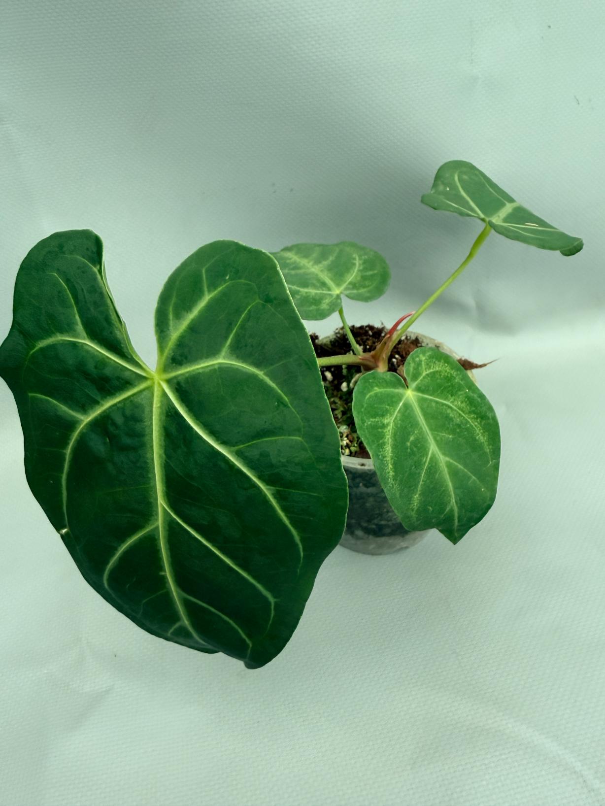 Anthurium MAGNIFICUM